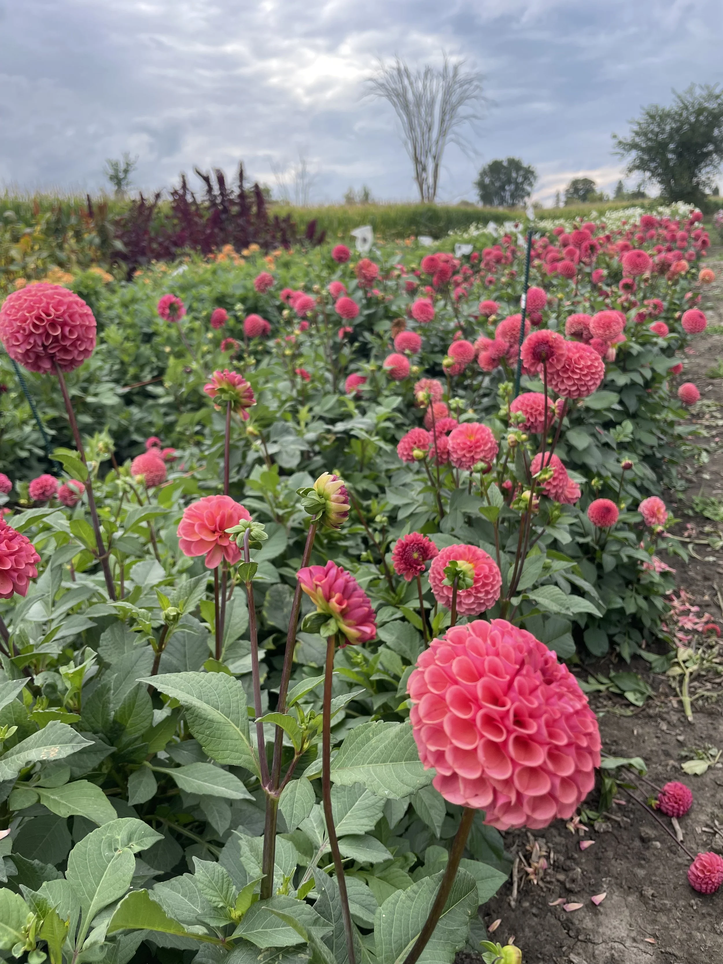 ferncliff-rusty-dahlia-tuber-canada.jpeg (Copy)