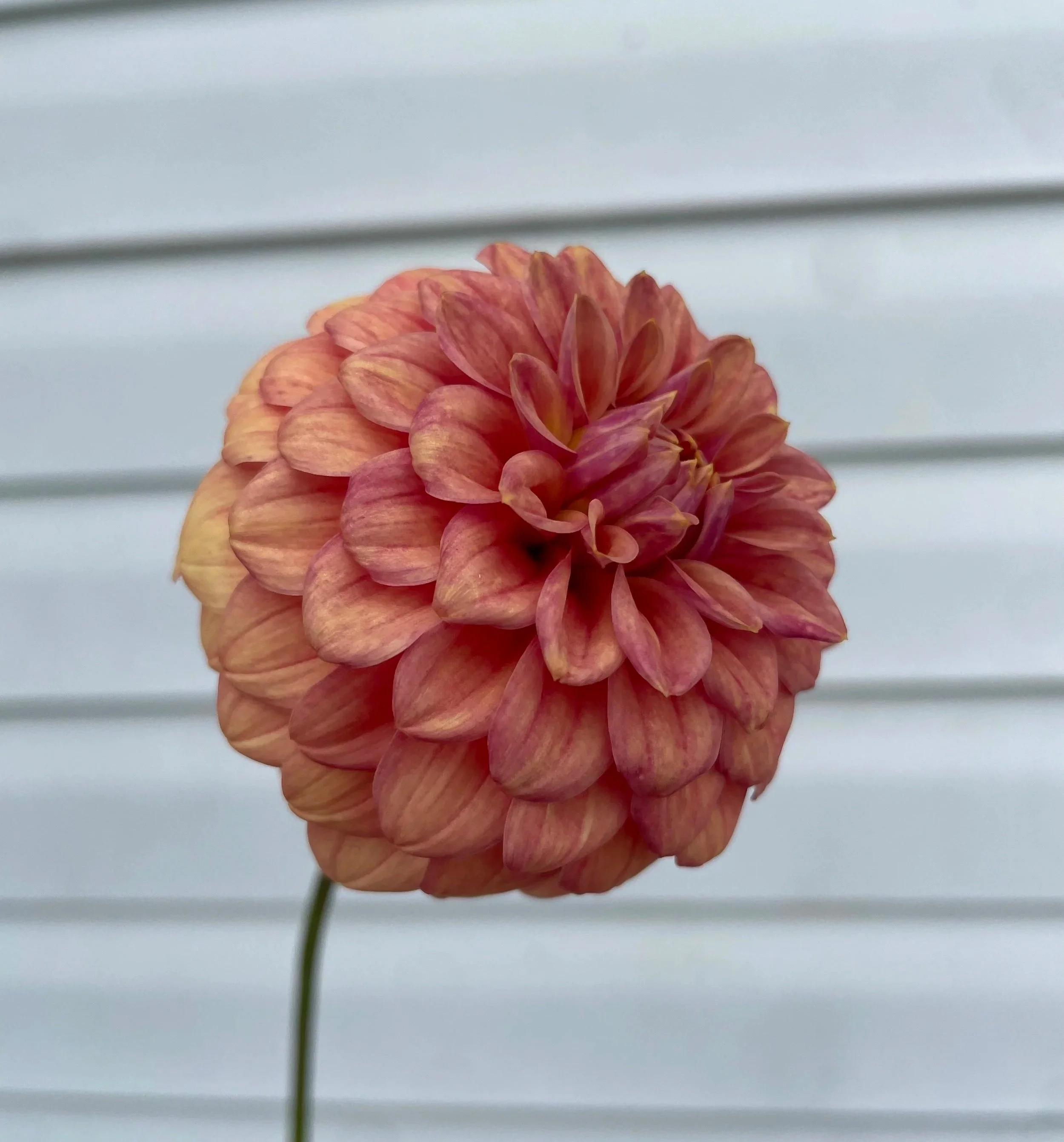 mission-zest-dahlia-tuber-canada-1.jpg