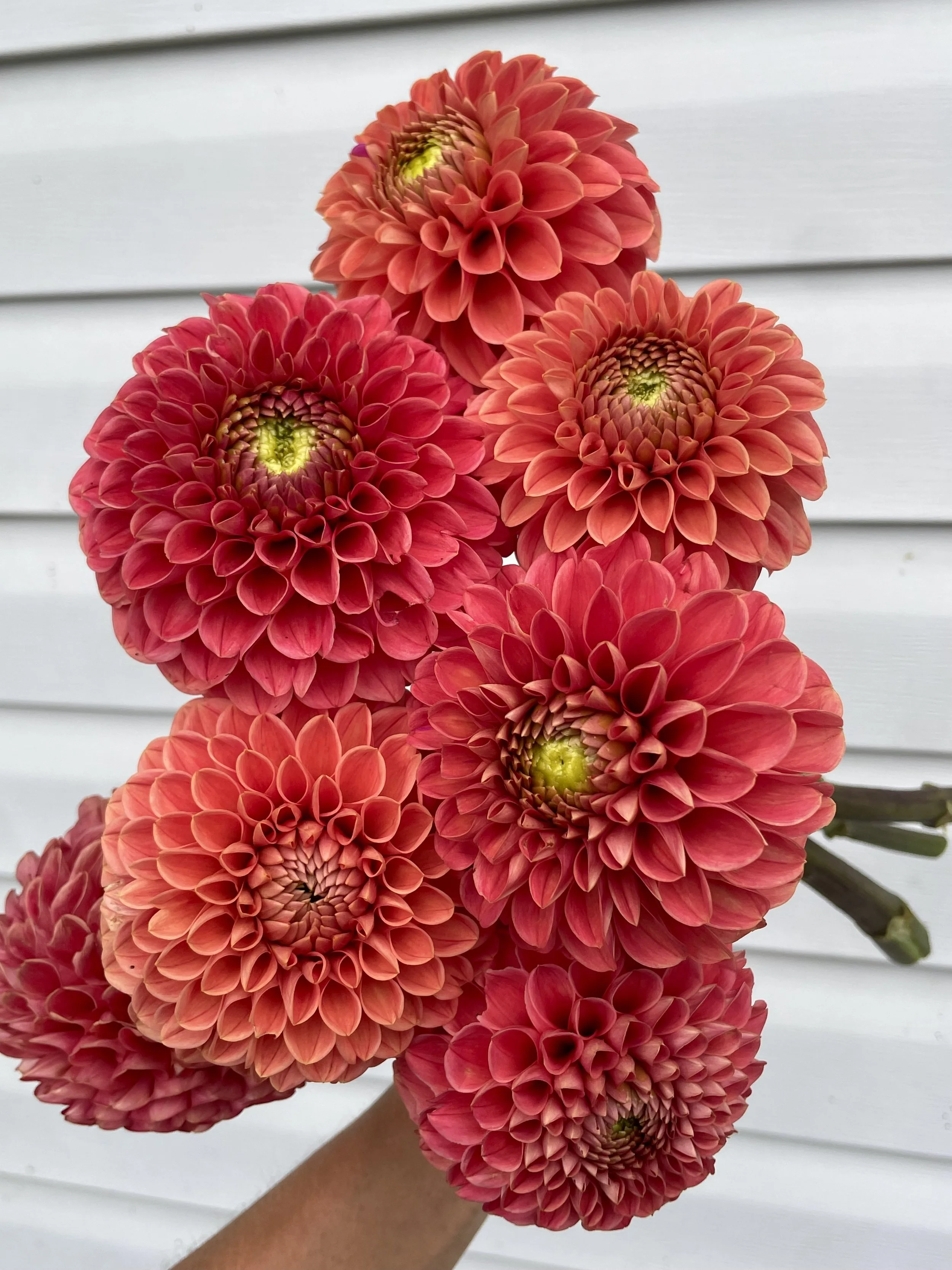 Jomanda Dahlia Tuber