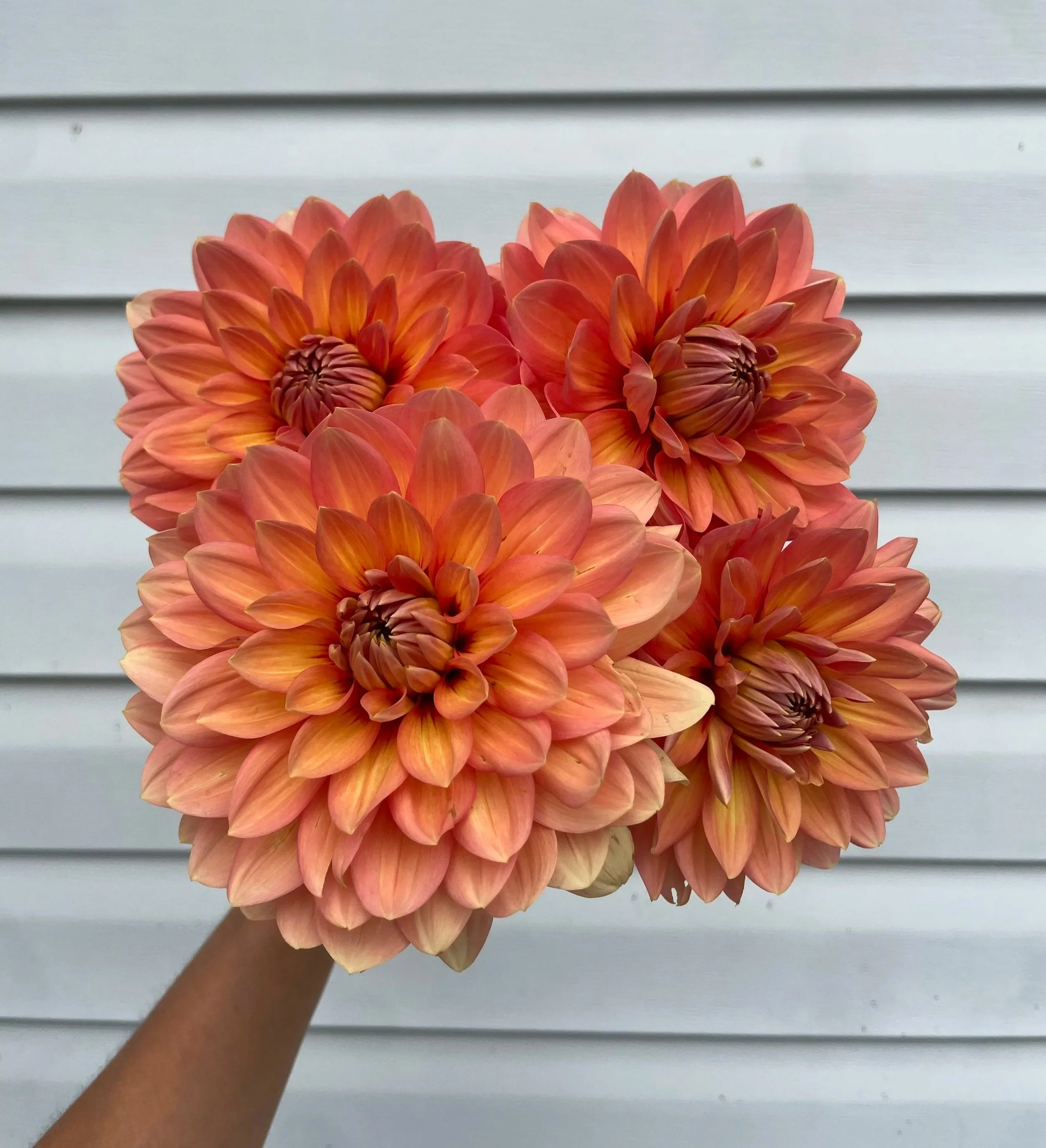 Nicholas Dahlia Tuber