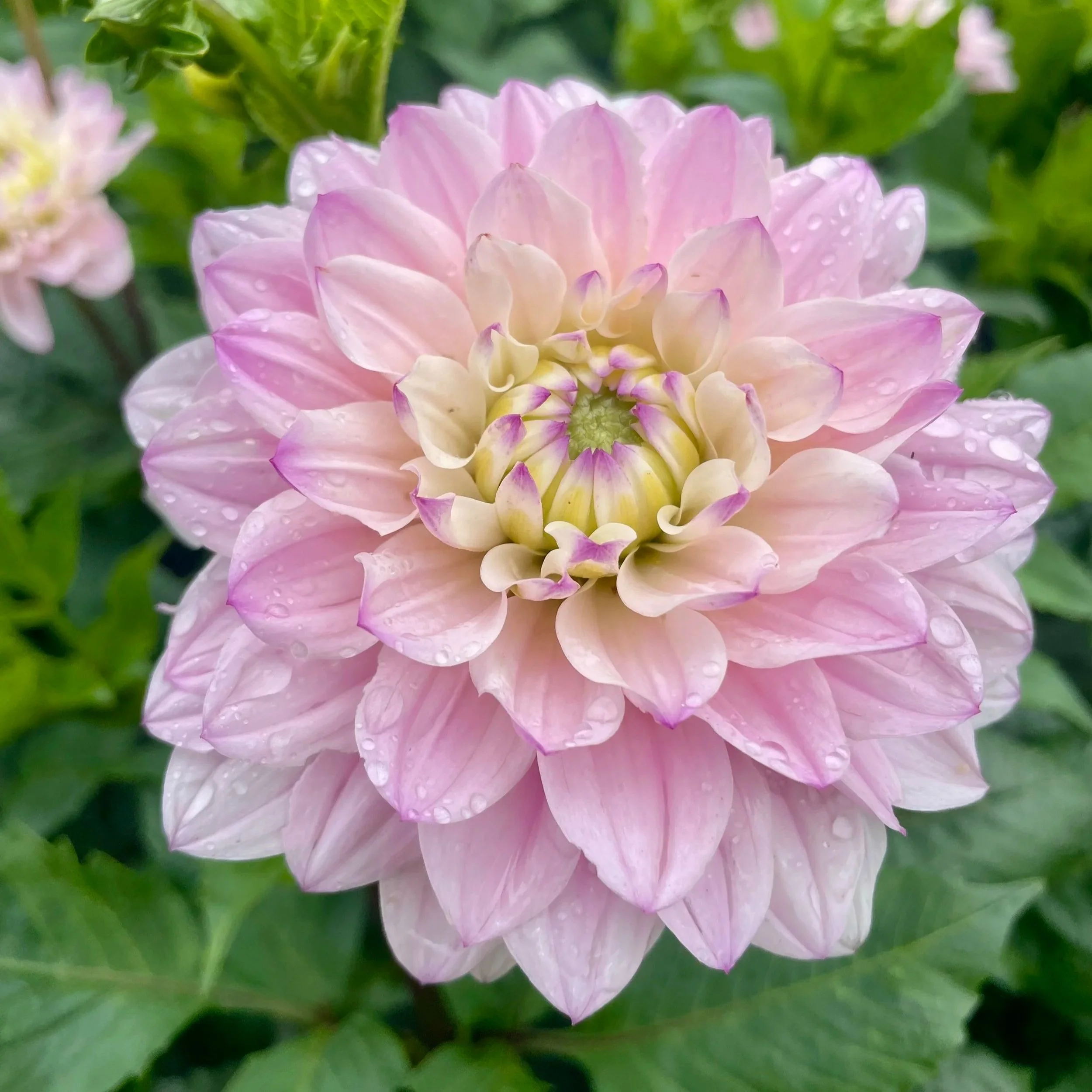 Pink-silk-Dahlia-Tuber.jpg