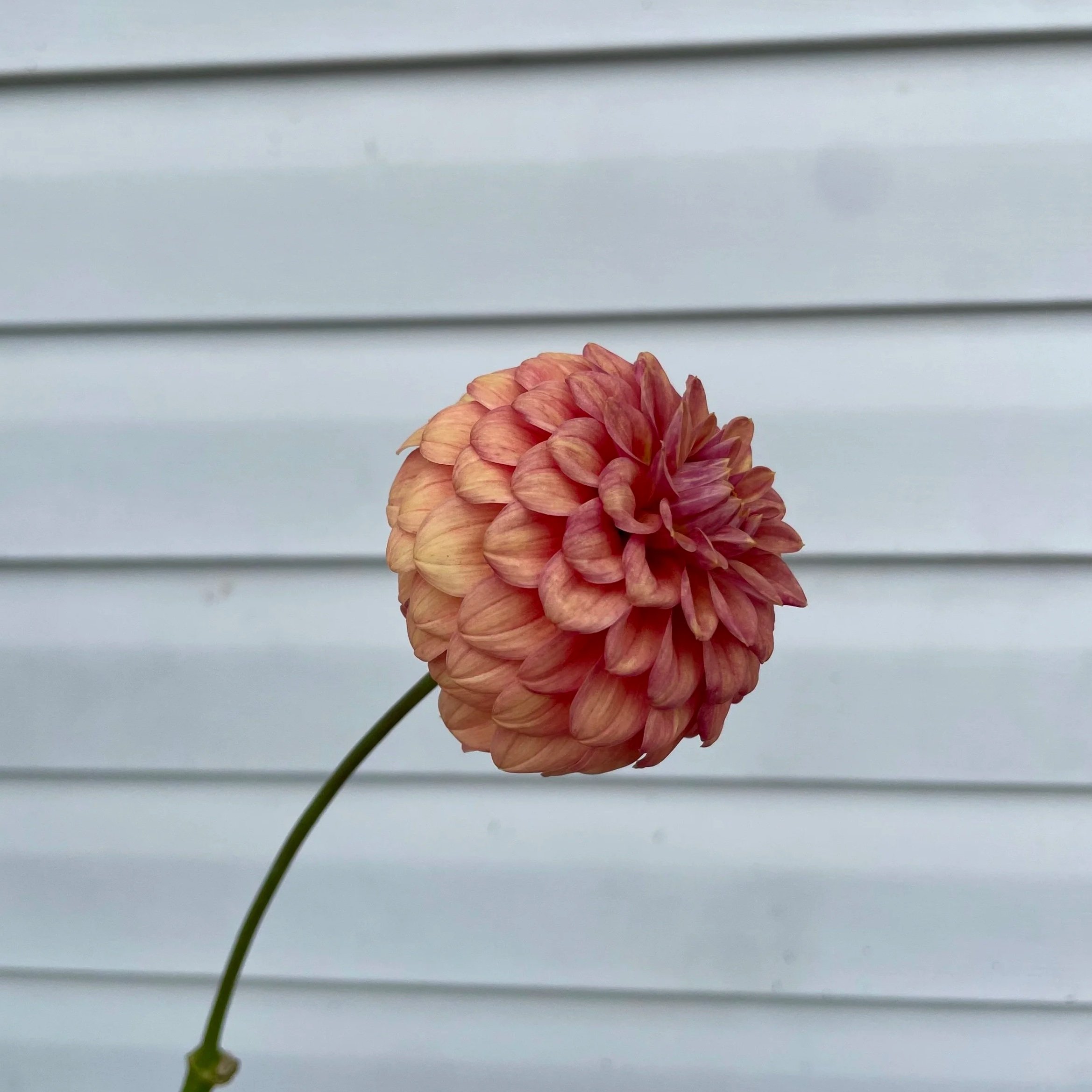mission-zest-dahlia-tuber-canada.jpg
