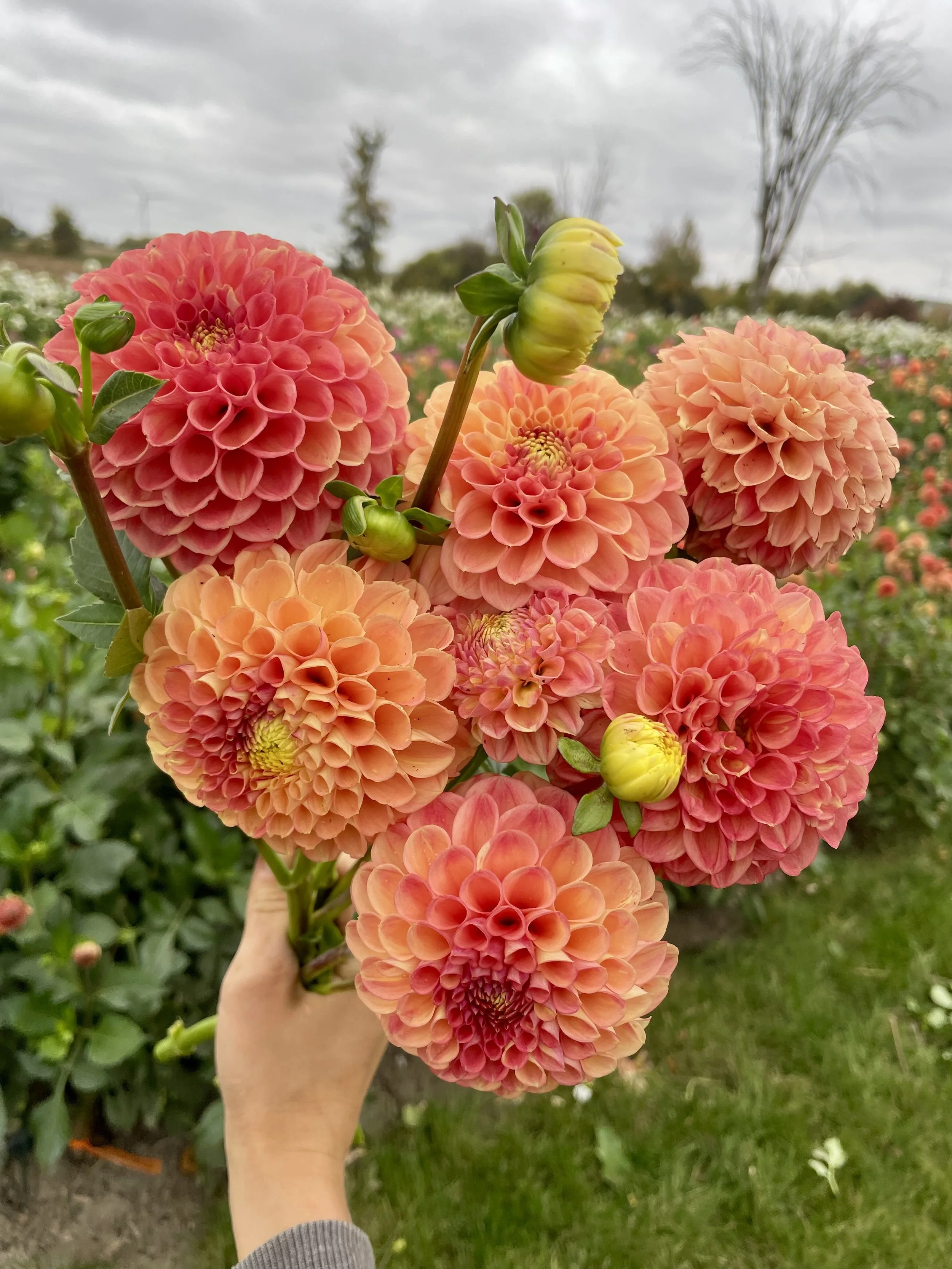snoho-doris-dahlia-tuber-canada-1.jpeg