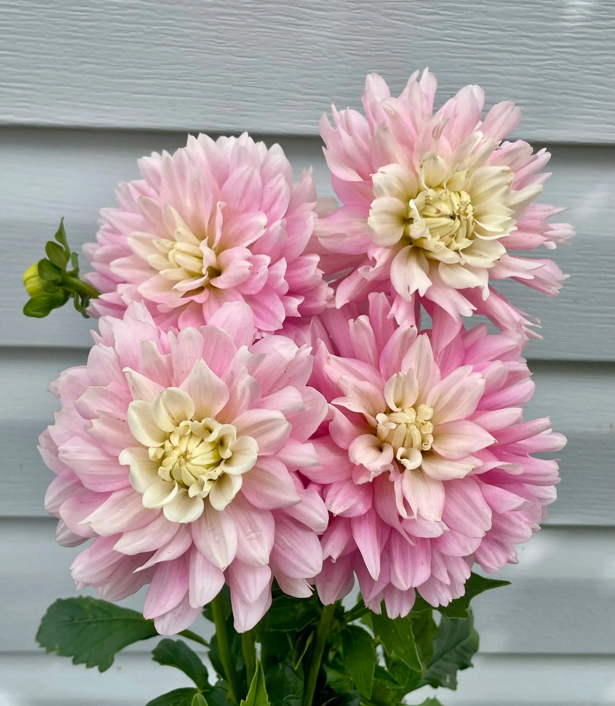Chilson's Pride Dahlia Tuber