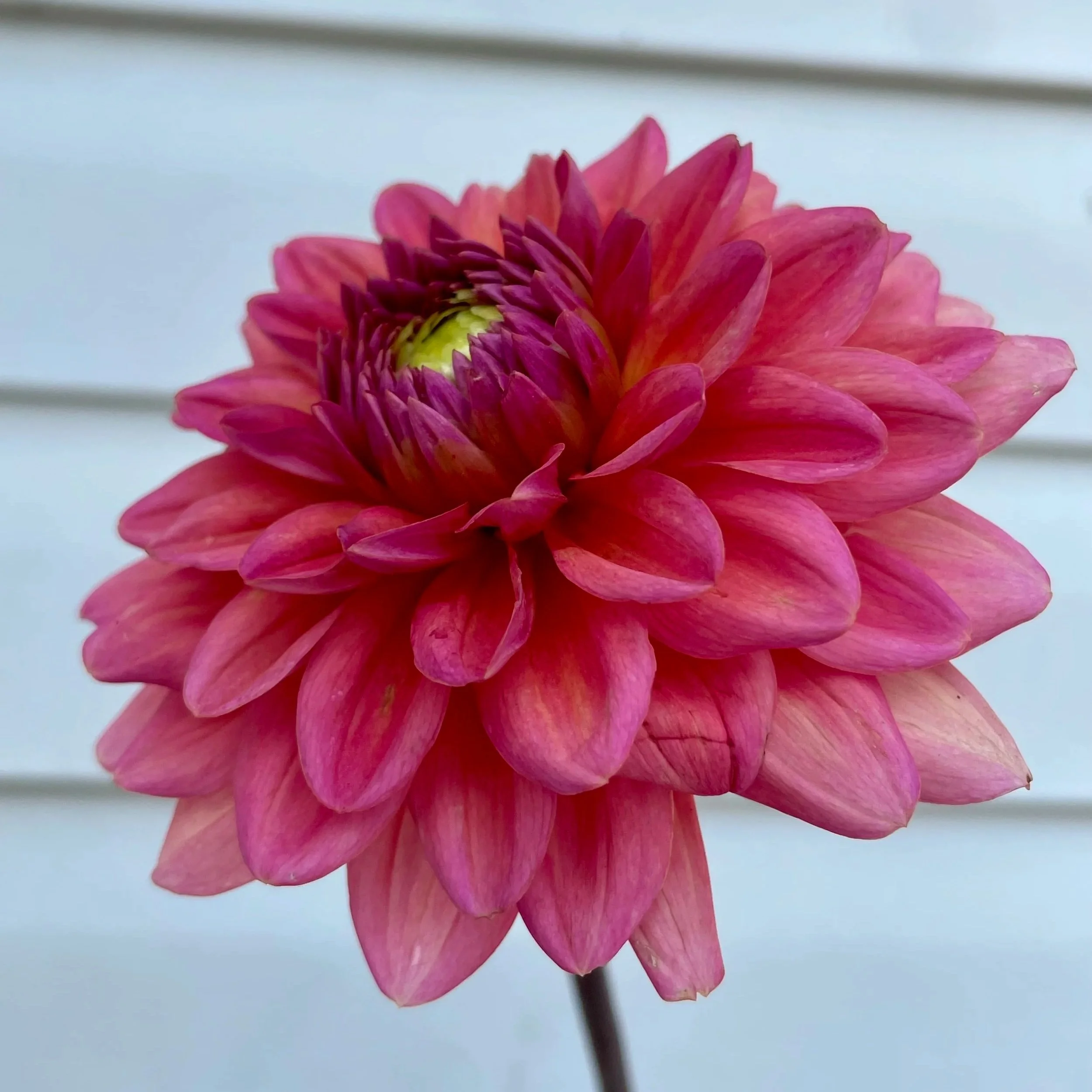 Salmon-Runner-dahlia-tuber.jpg