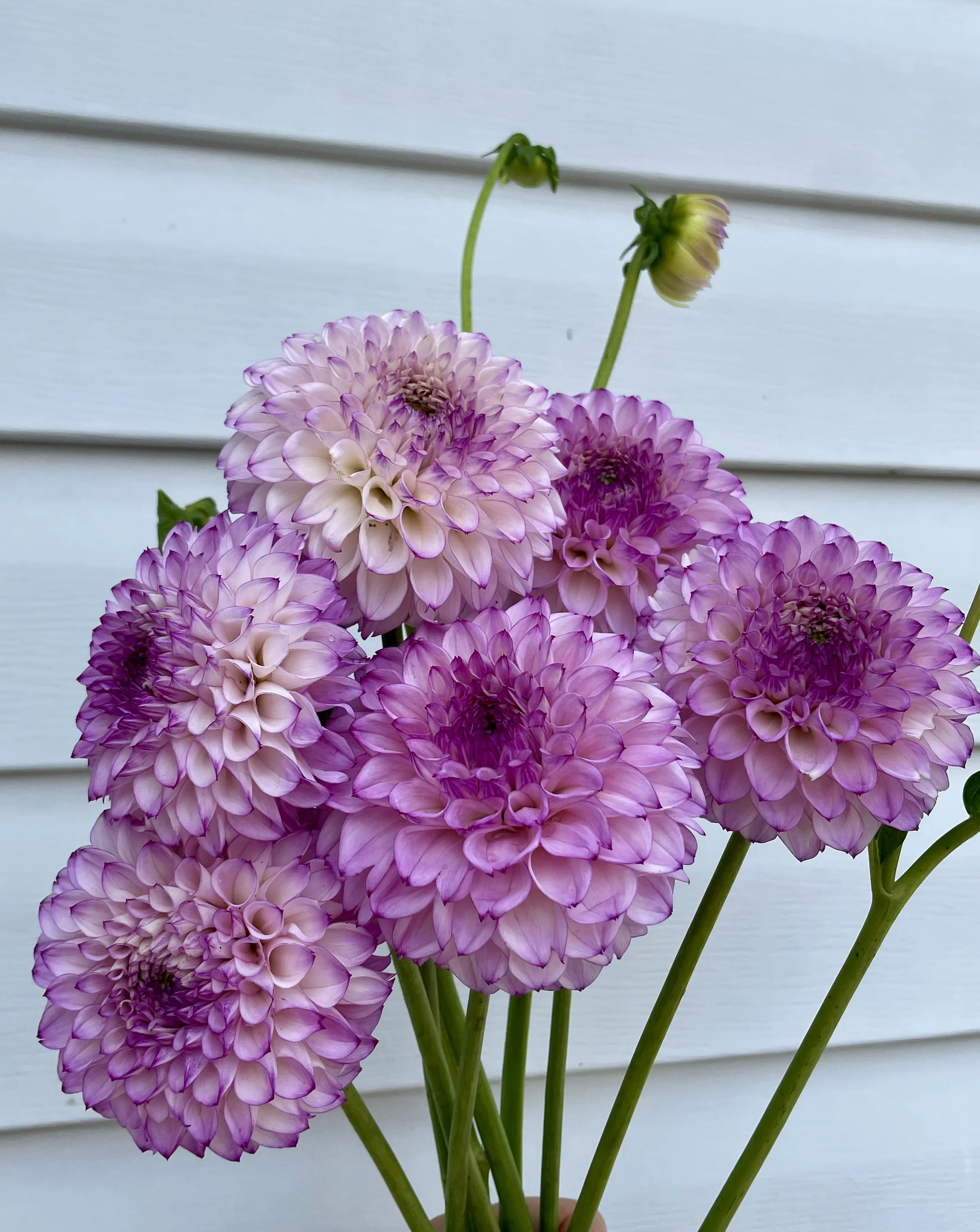 Hilltop Glo Dahlia Tuber