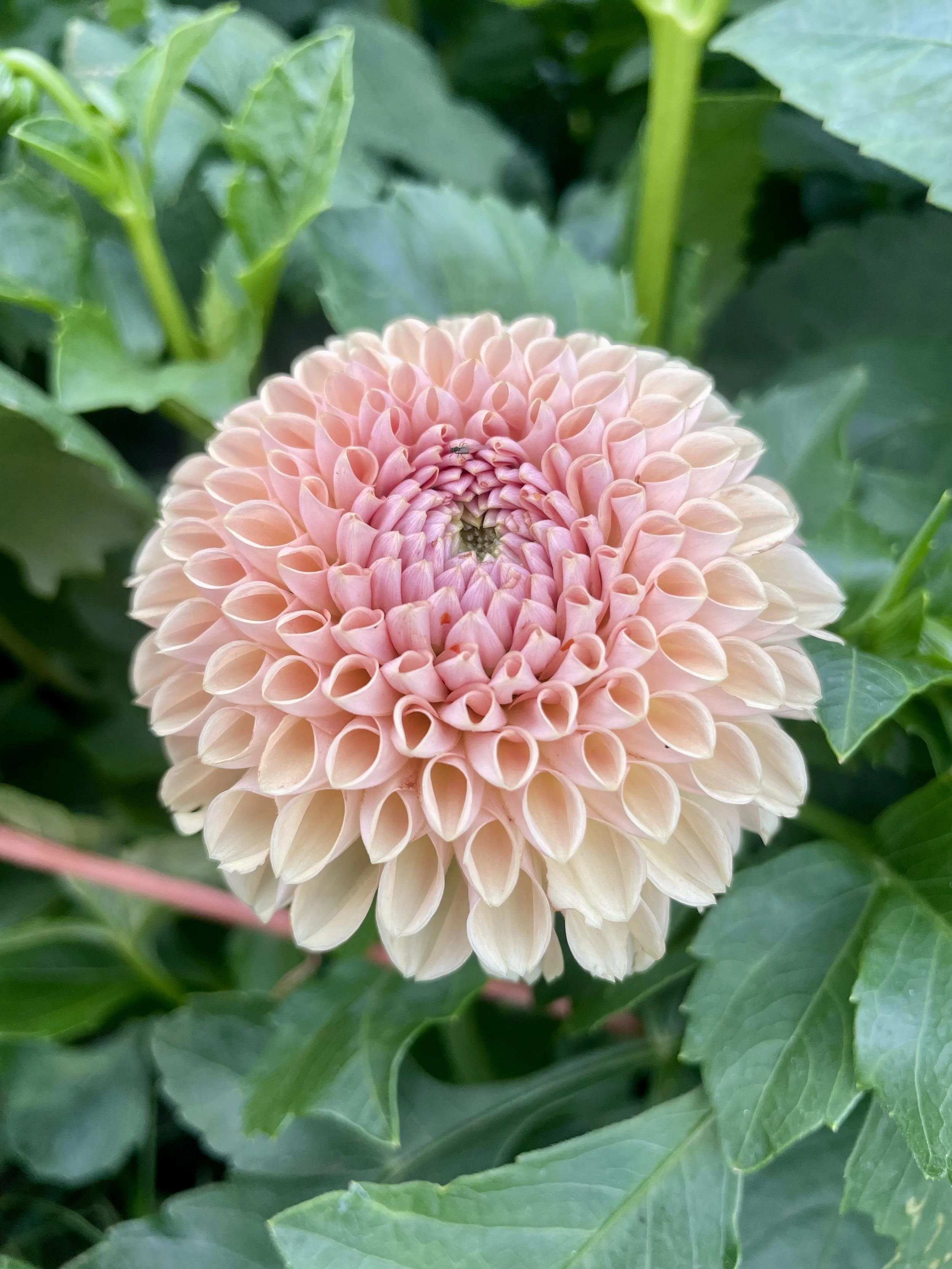 Valley Tawny Dahlia Tuber