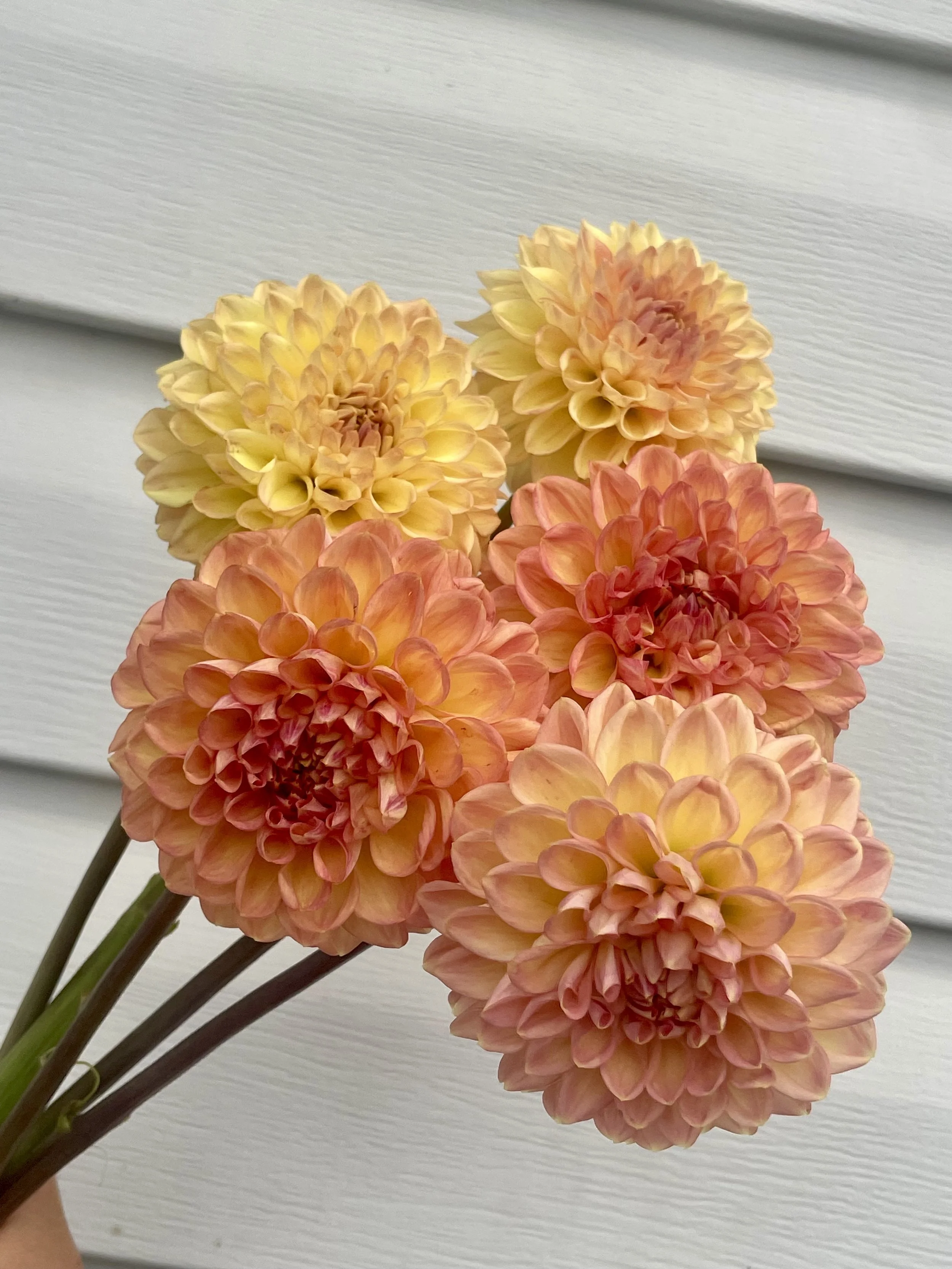 Lark's Ebbe Dahlia Tuber