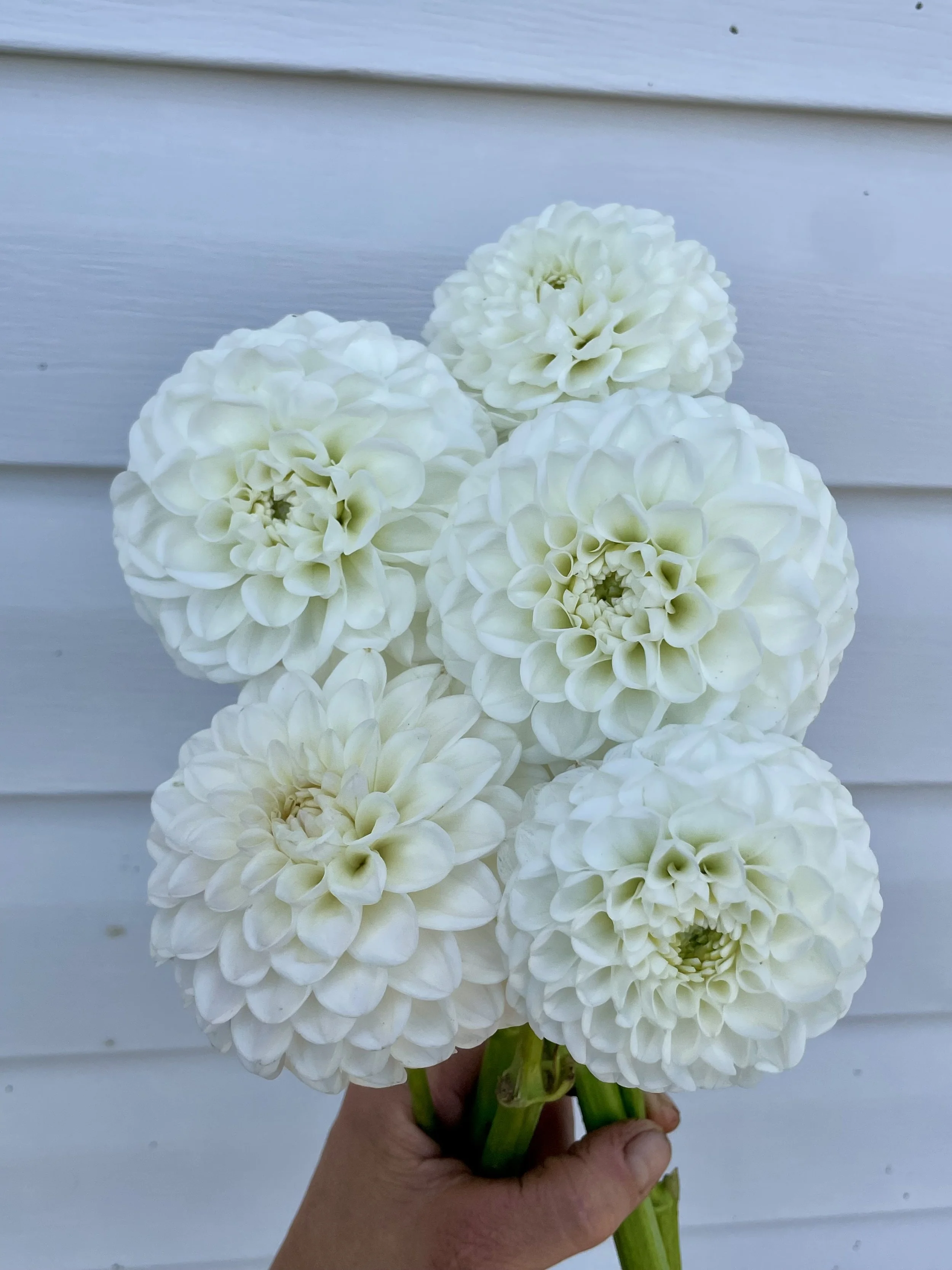 Orsett beauty Dahlia Tuber