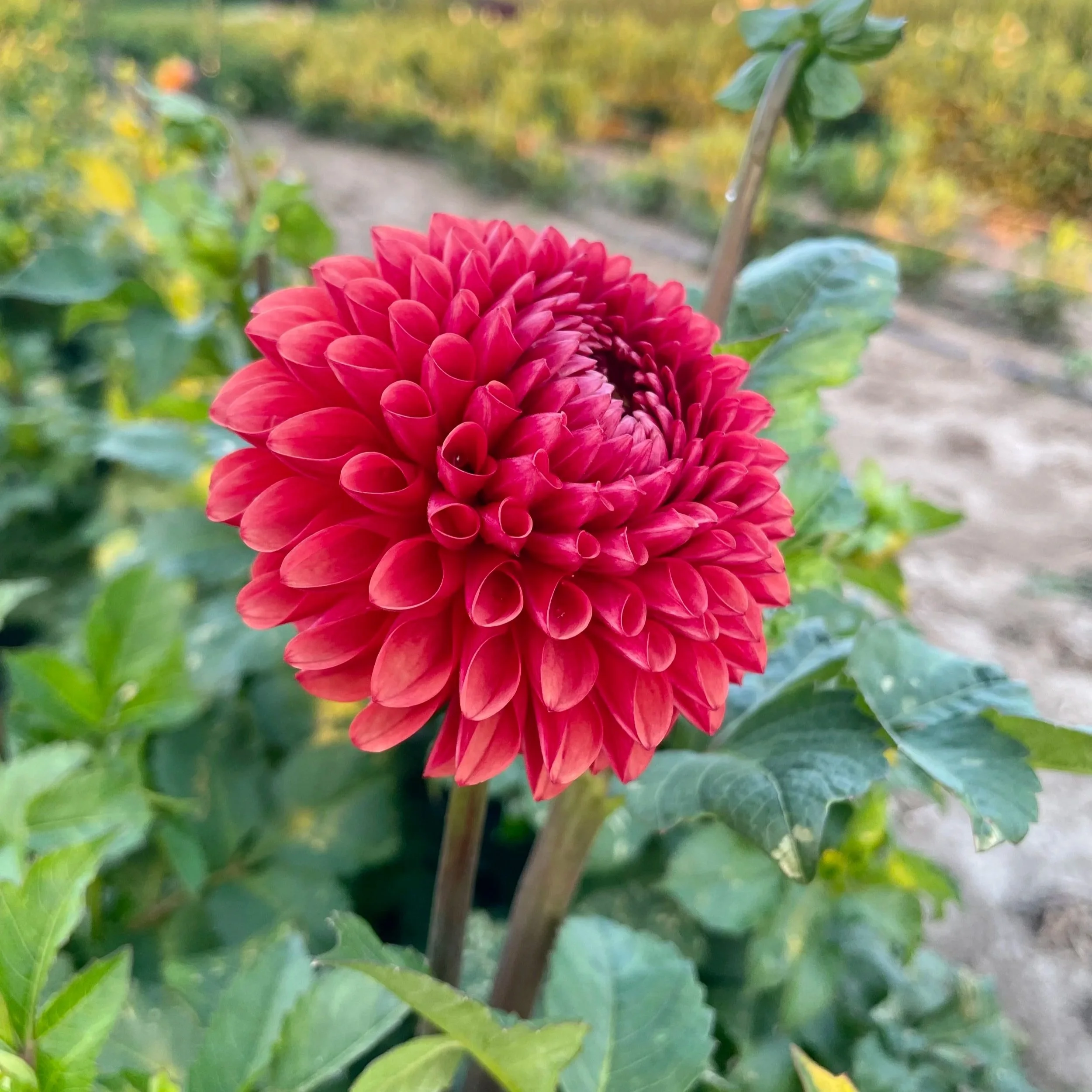 Brown-sugar-dahlia-tuber.jpg