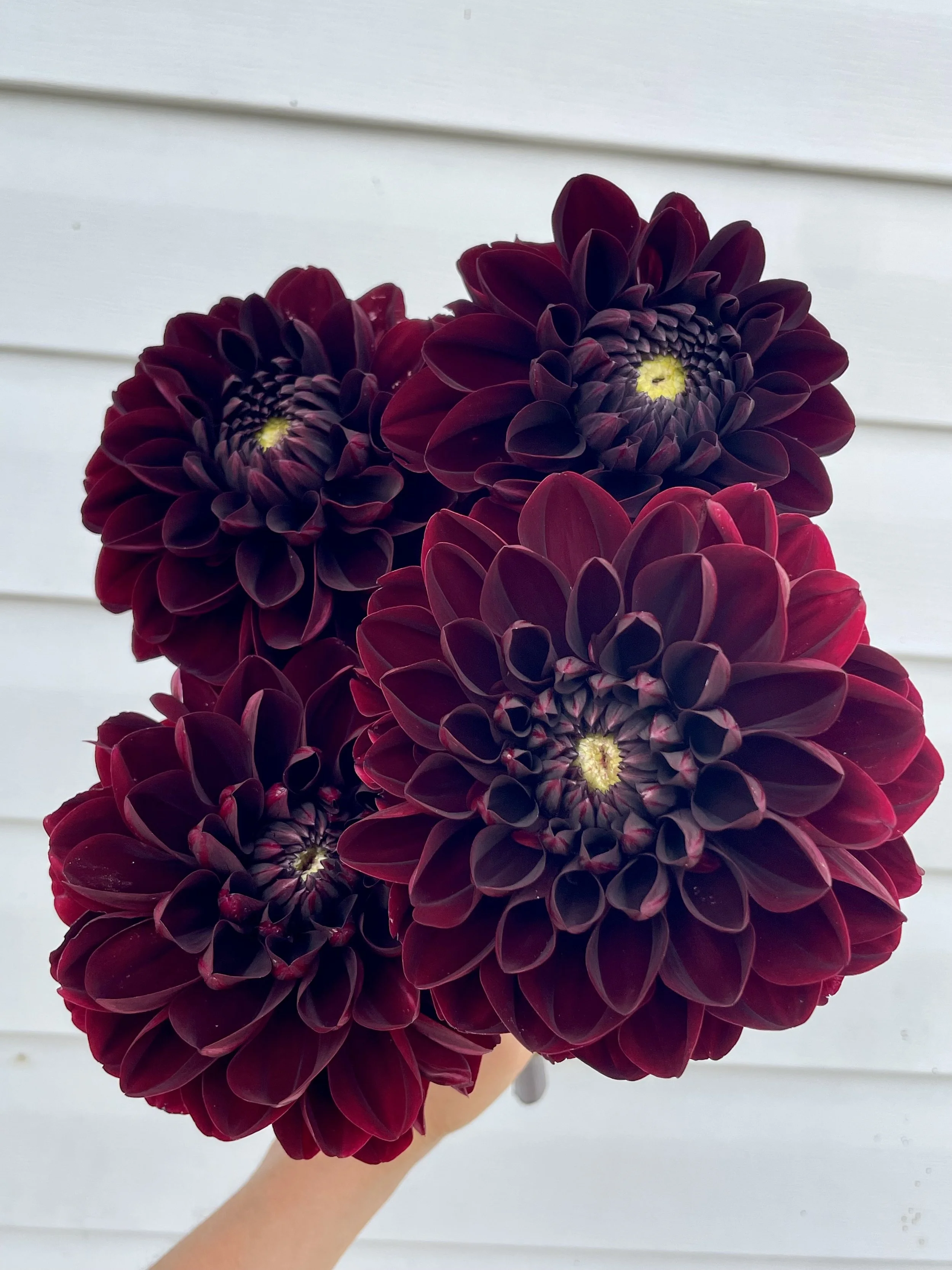 manoa-dahlia-tuber-canada-1.jpeg