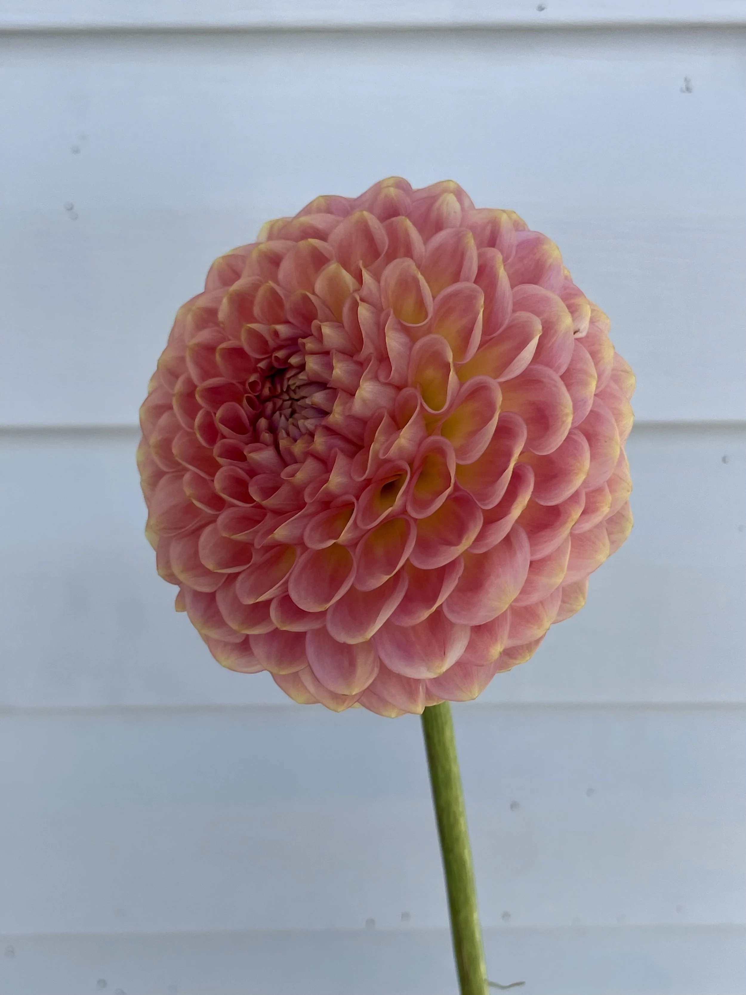 20th-avenue-softer-peach-dahlia-tuber-canada2.jpeg