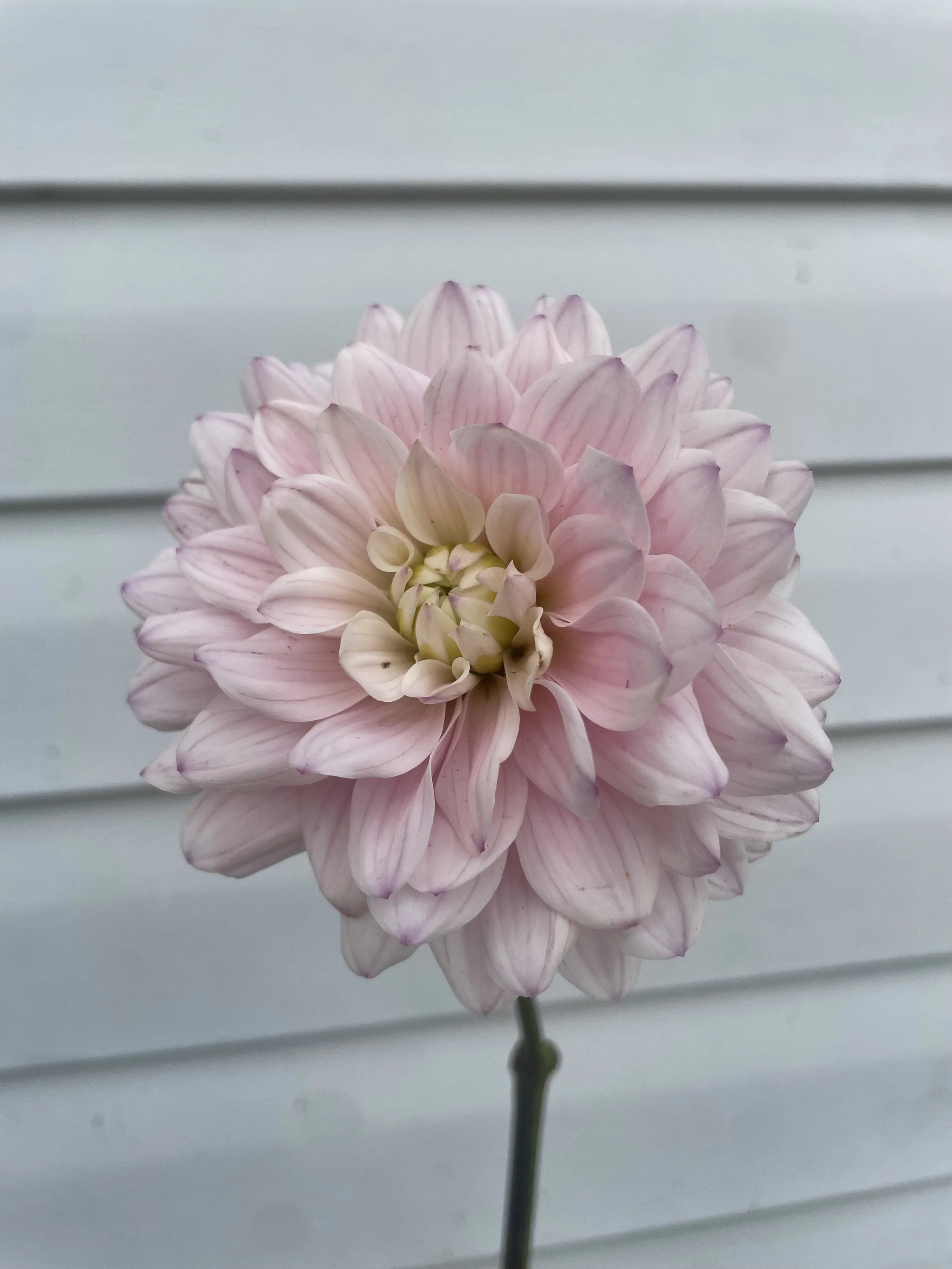 Pink Silk Dahlia Tuber