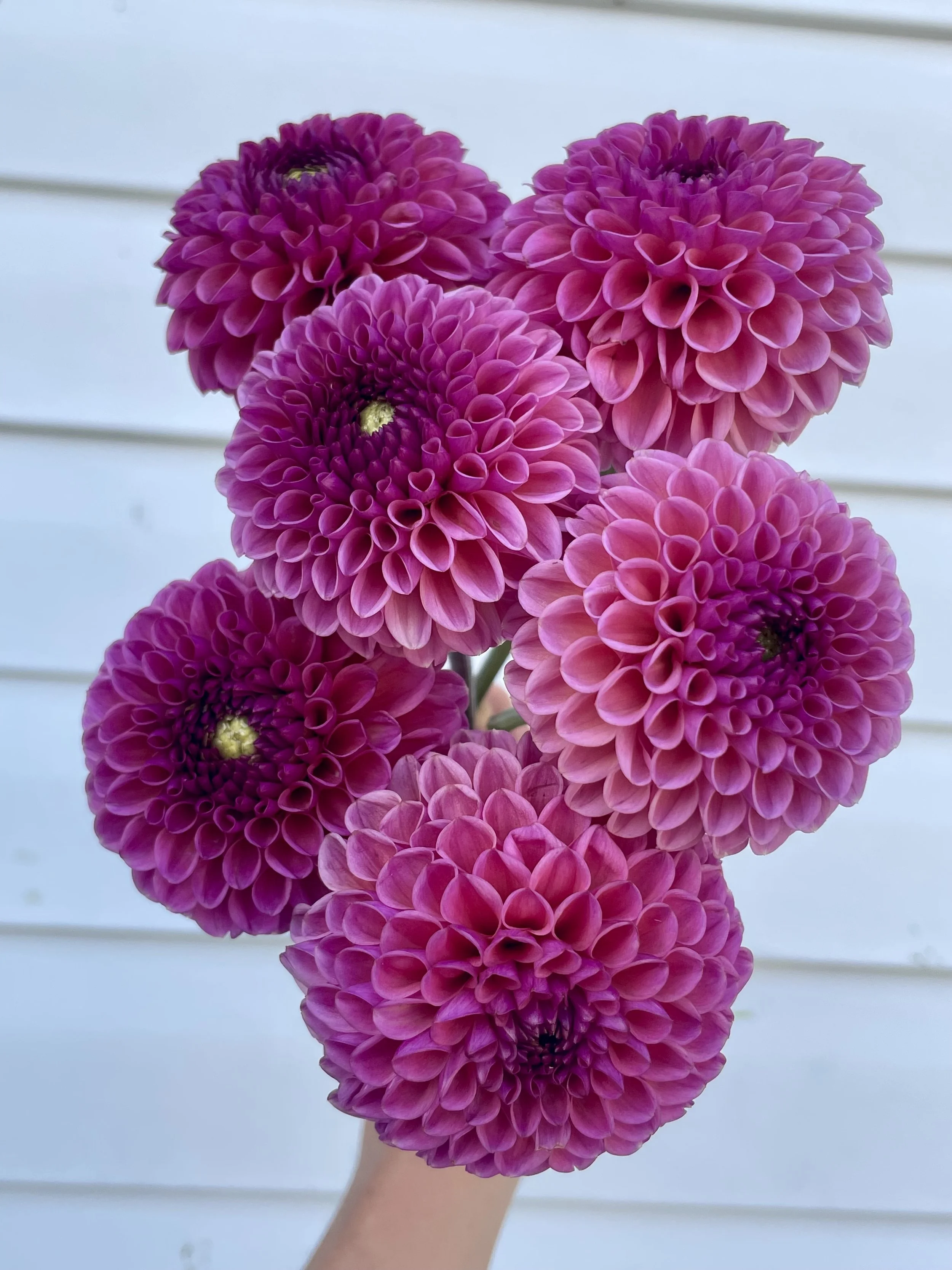 Amethyst Glow Dahlia Tuber