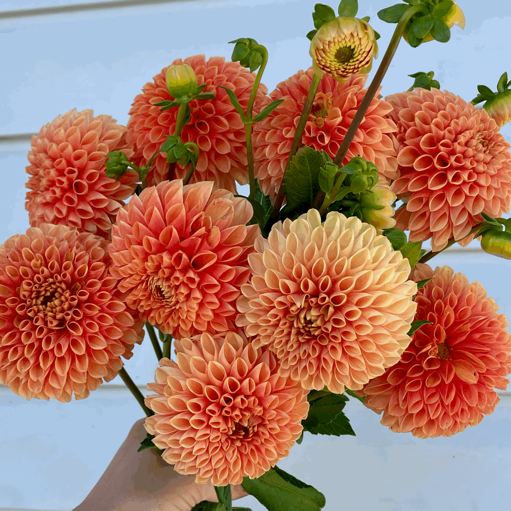 Jowey Linda dahlia flower grown from tuber in Canada