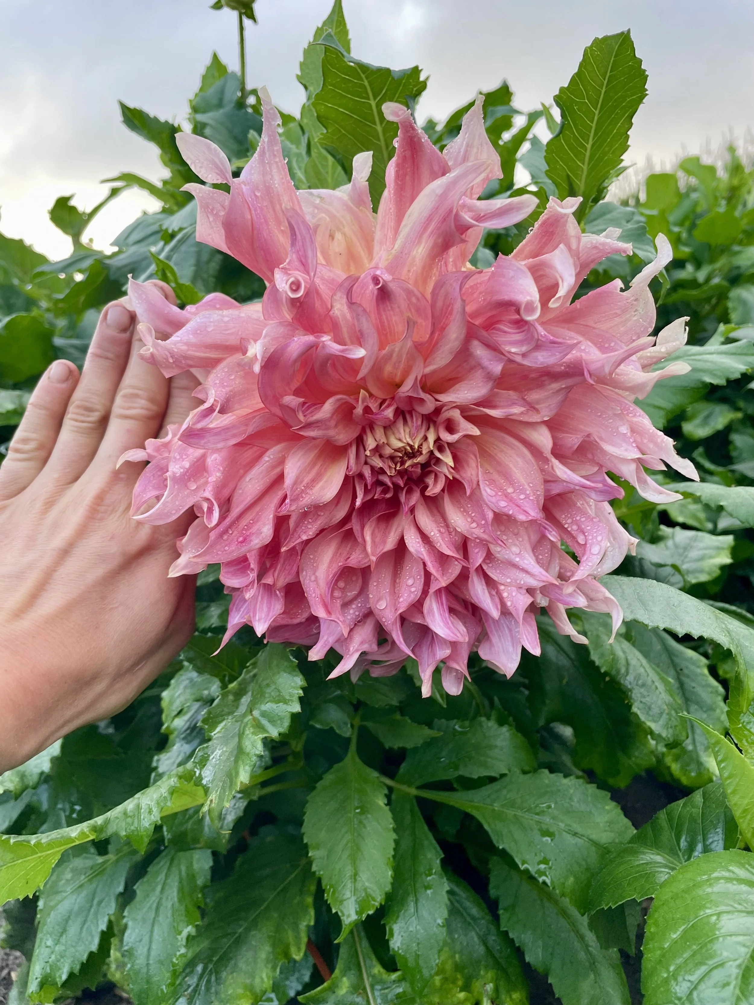 penhill-watermelon-dahlia-tuber-canada2.jpeg