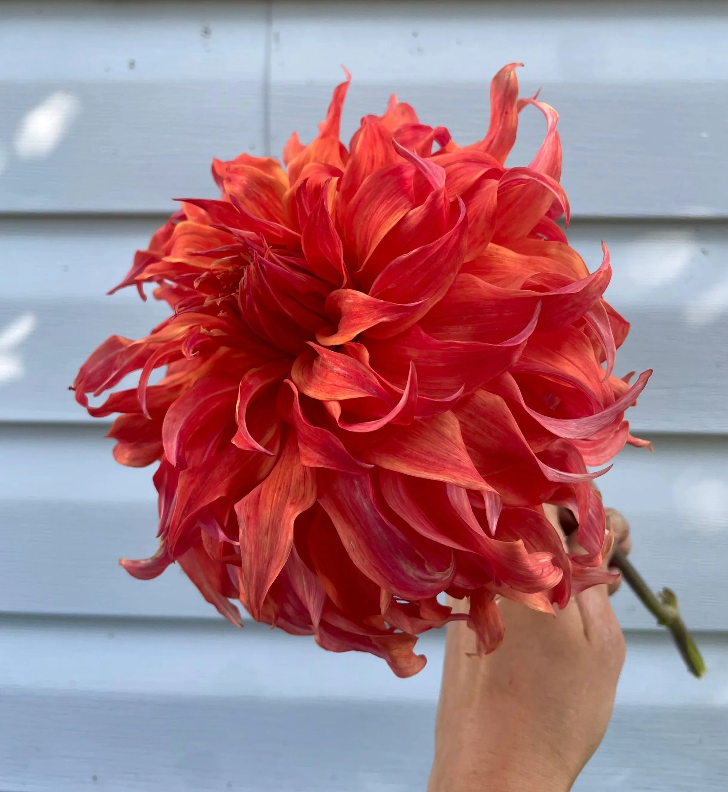bloomquist-jean-dahlia-tuber-canada.jpg