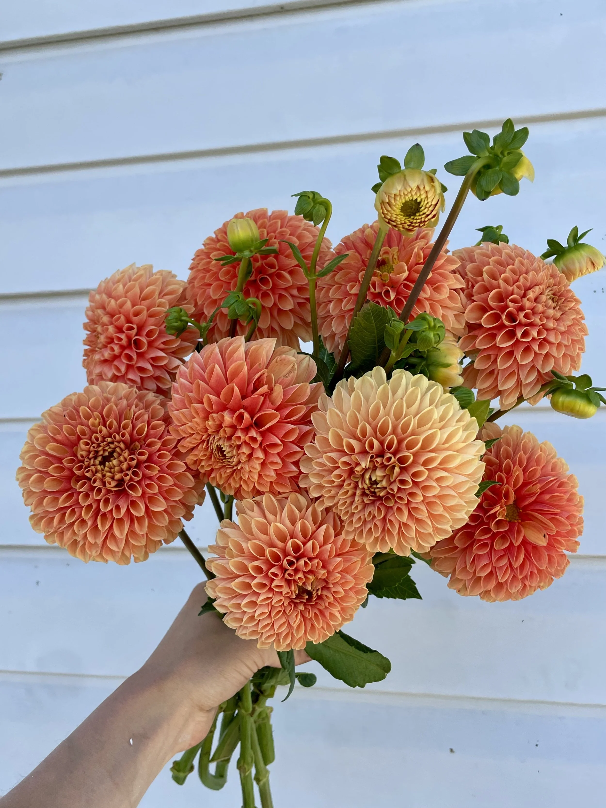Jowey Linda dahlia blooms grown at a Canadian flower farm