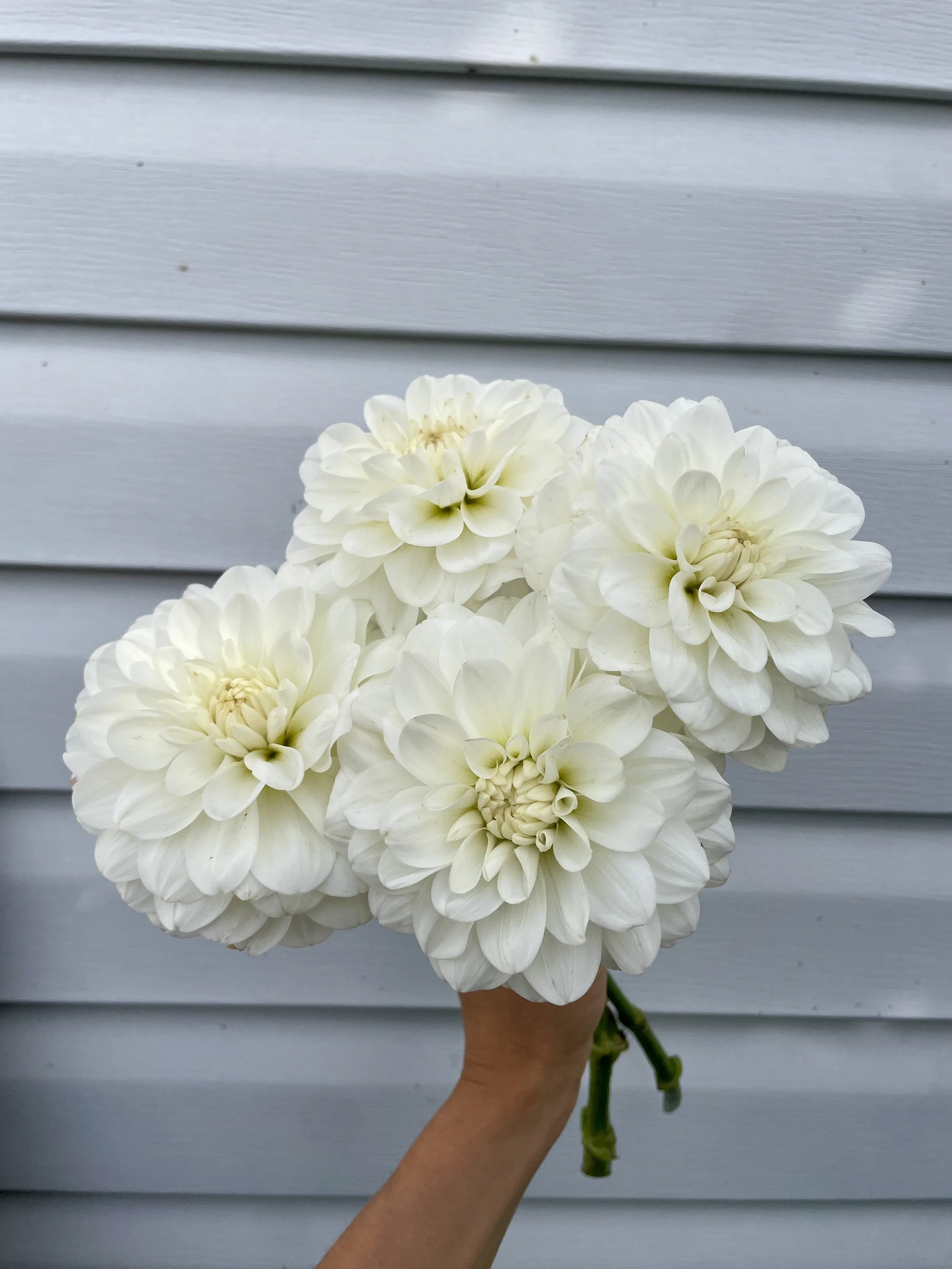 Bride to Be Dahlia Tuber