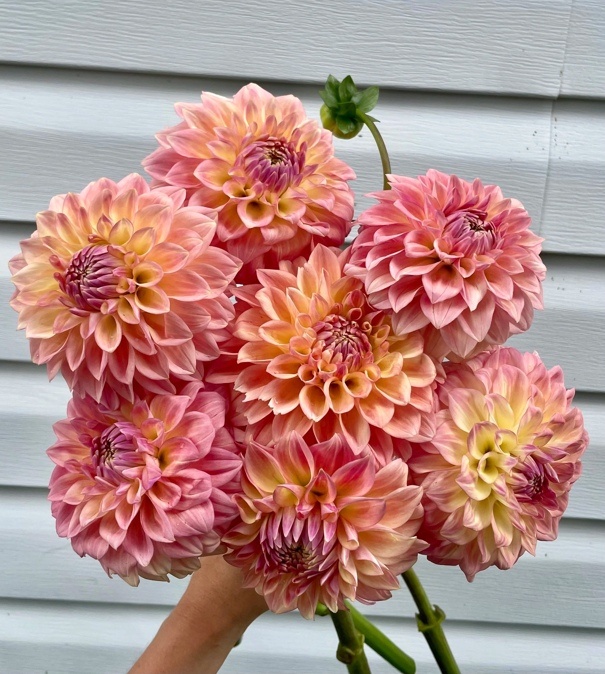 bloomquist-alan-dahlia-tuber-canada-1.jpg