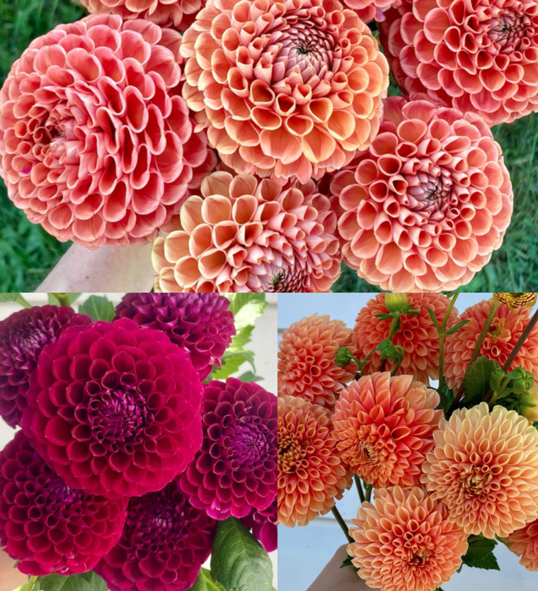 sunset-colors-dahlia-tubers-collection.png