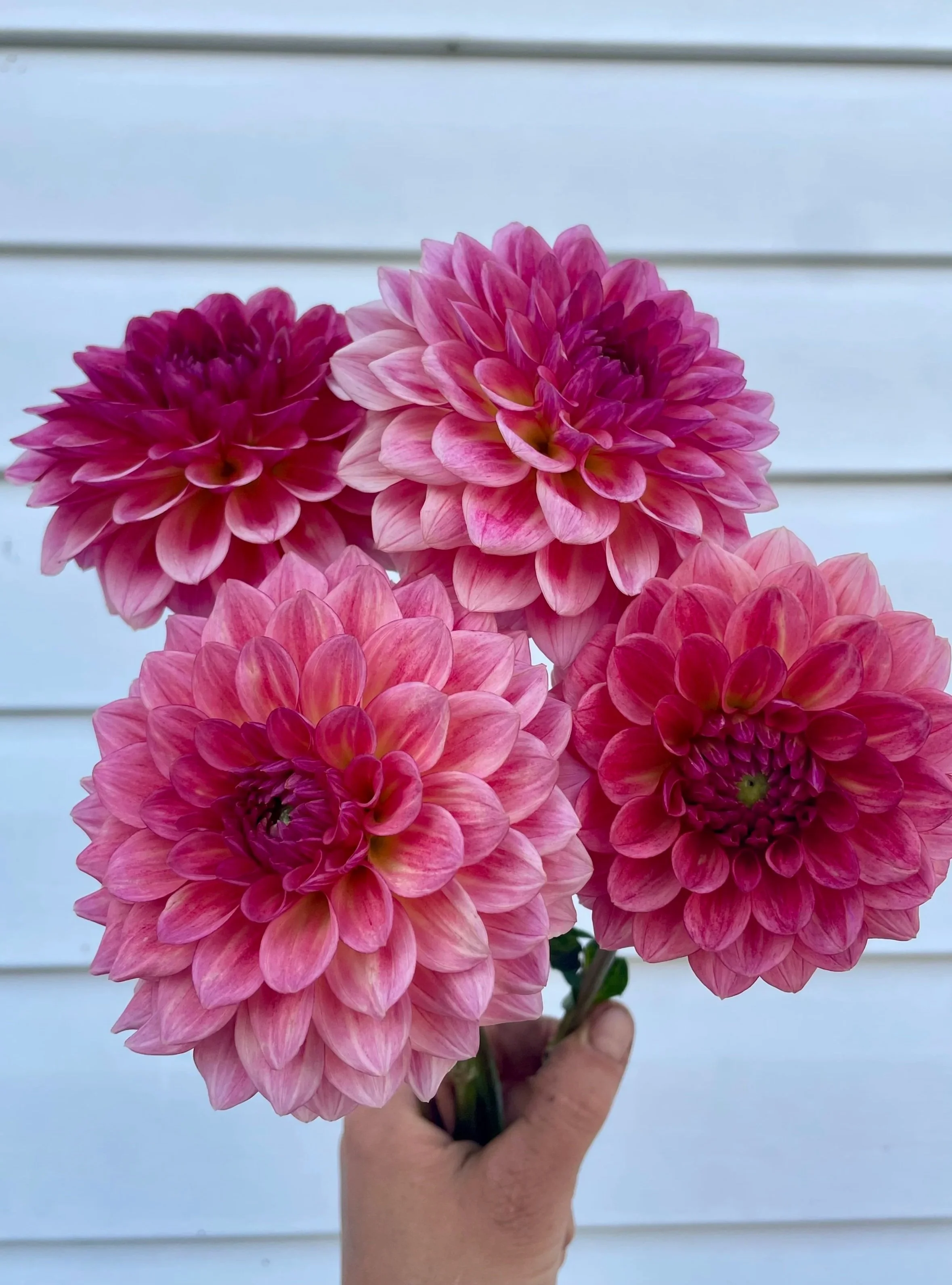 jabberbox-dahlia-tuber-canada-group.jpg