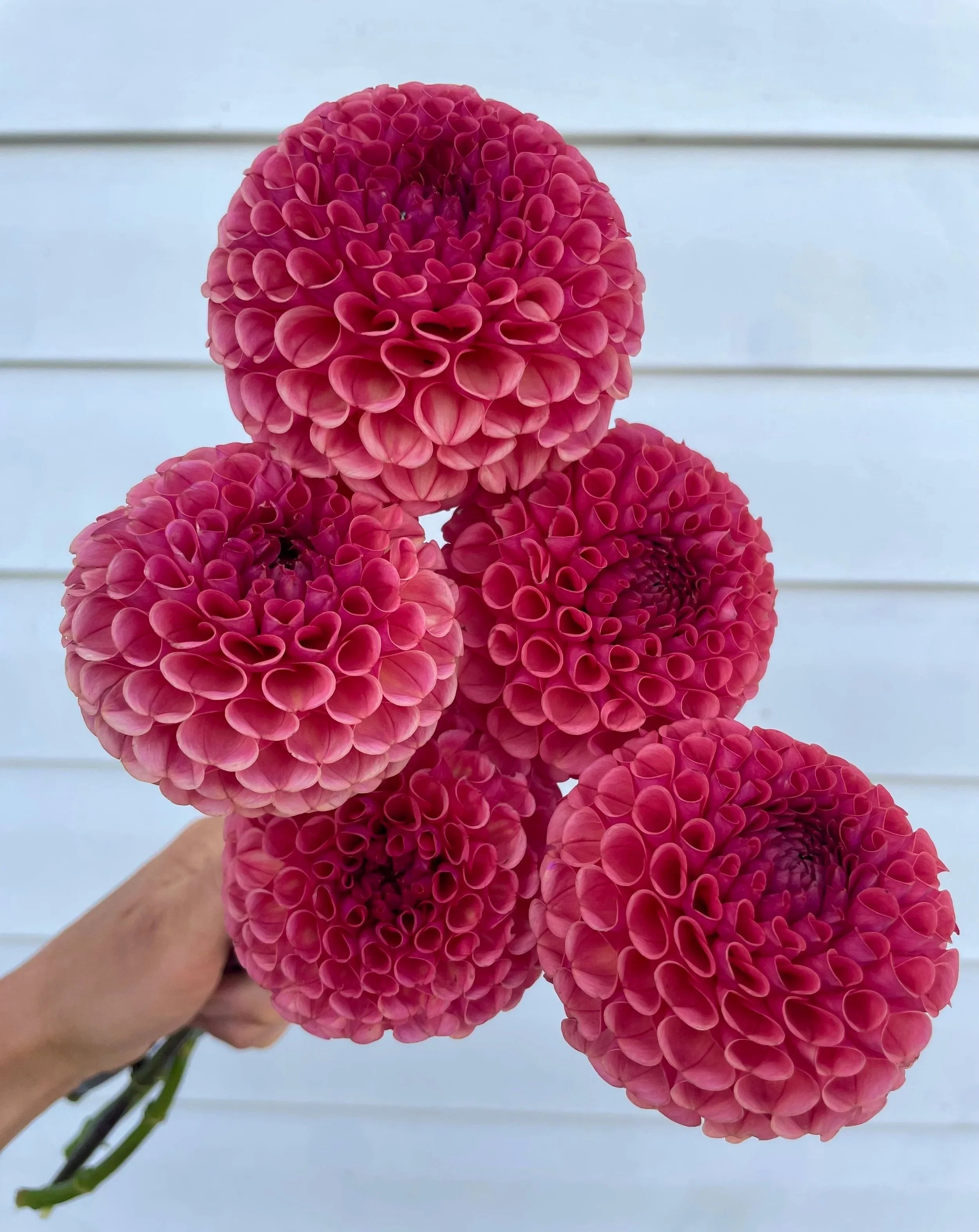 ferncliff-rusty-dahlia-tuber-canada-1.jpg
