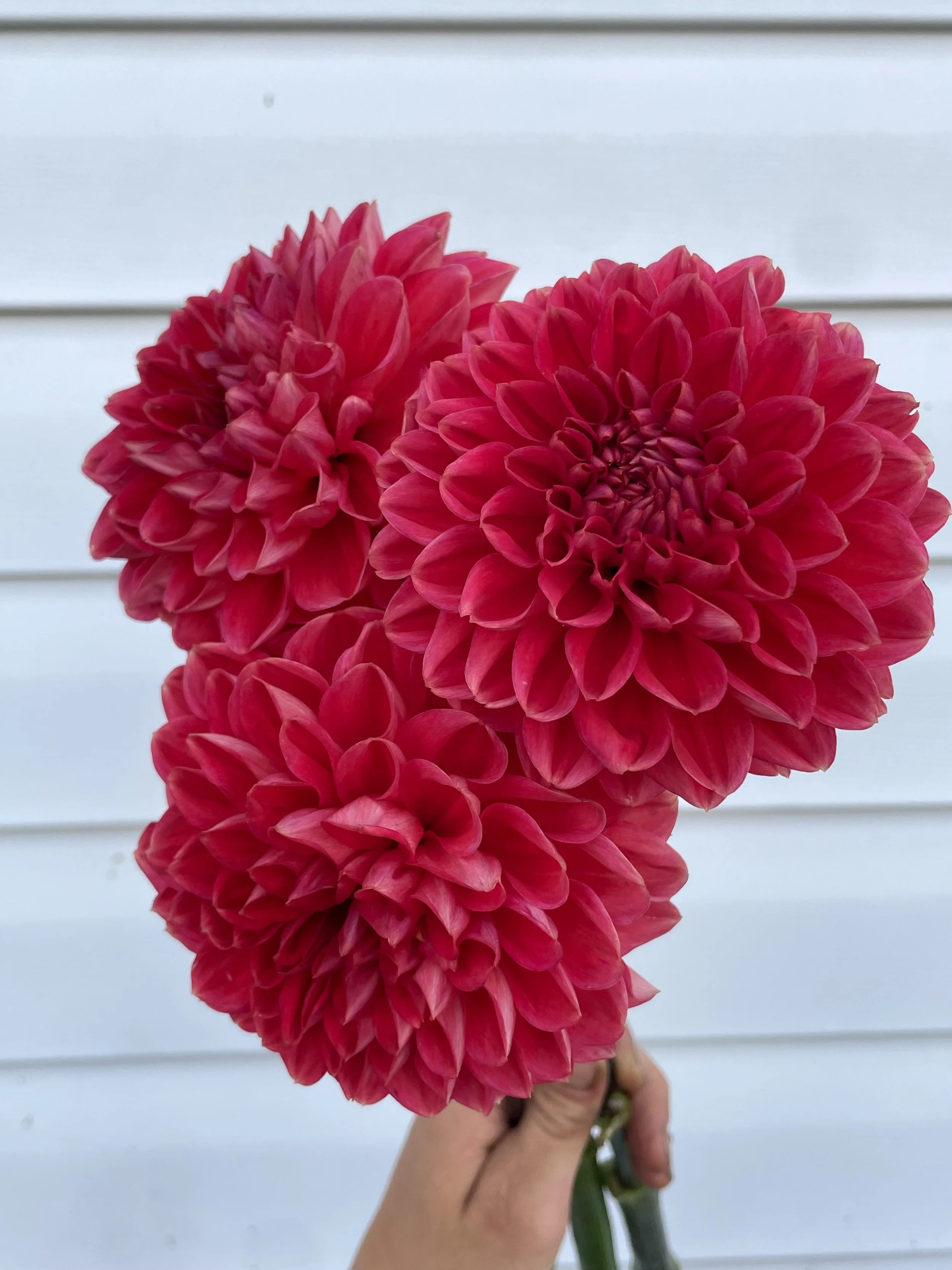 Tempest Dahlia Tuber