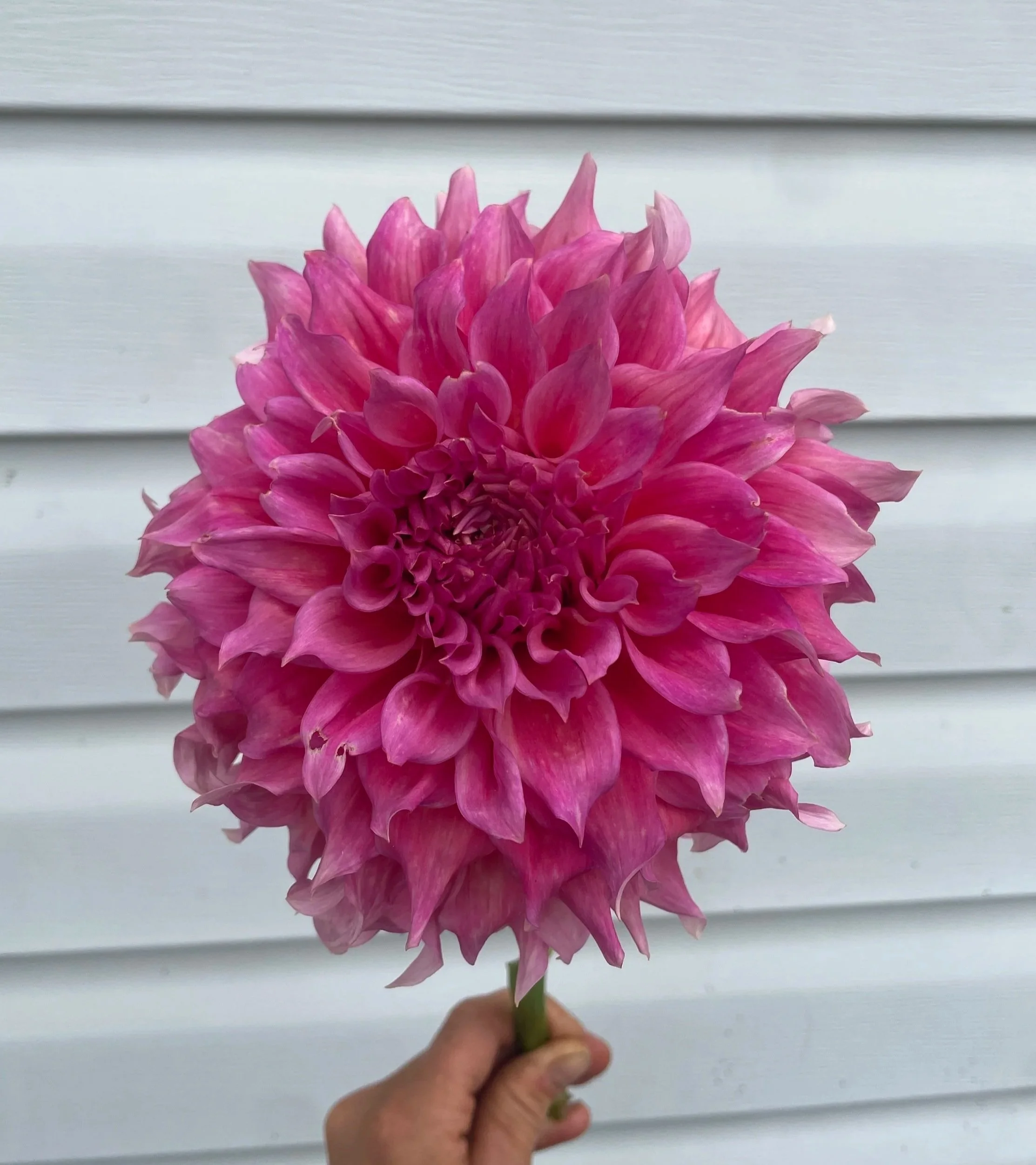 Wyn%27s-Pink-Pearl-dahlia-tuber-canada-1.jpg