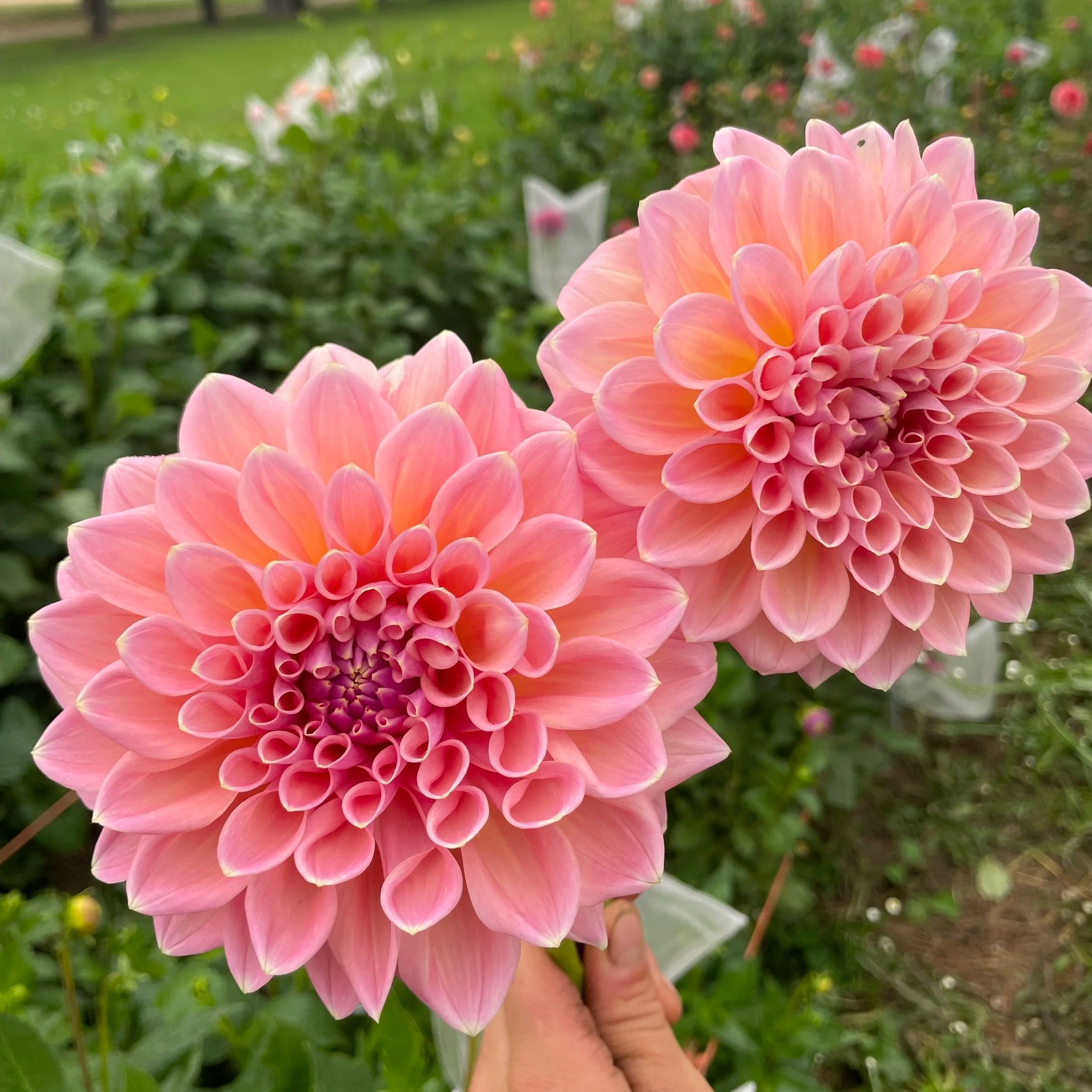 castle-drive-dahlia-tuber-canada-2.jpg