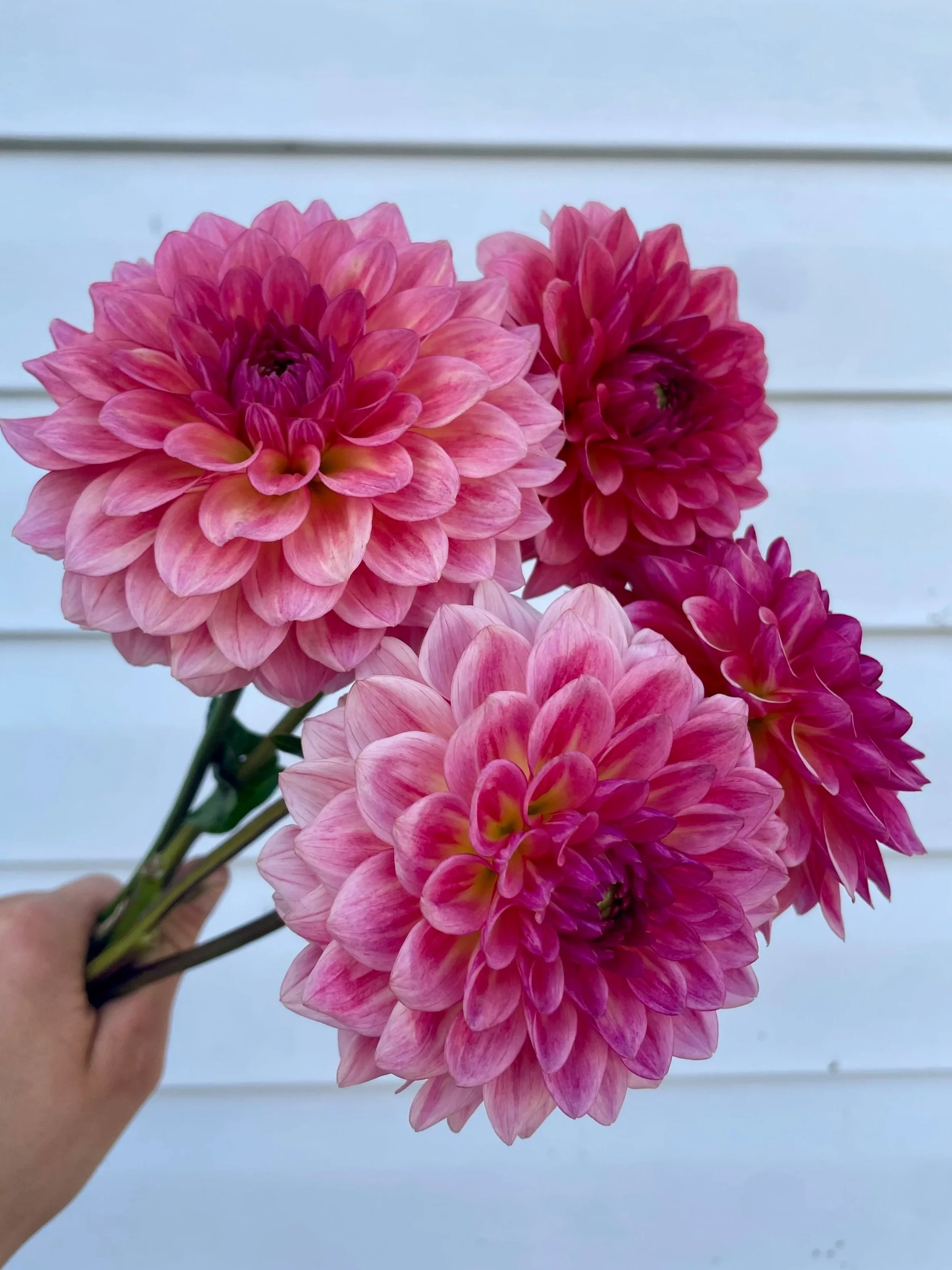 jabberbox-dahlia-tuber-canada-1.jpg