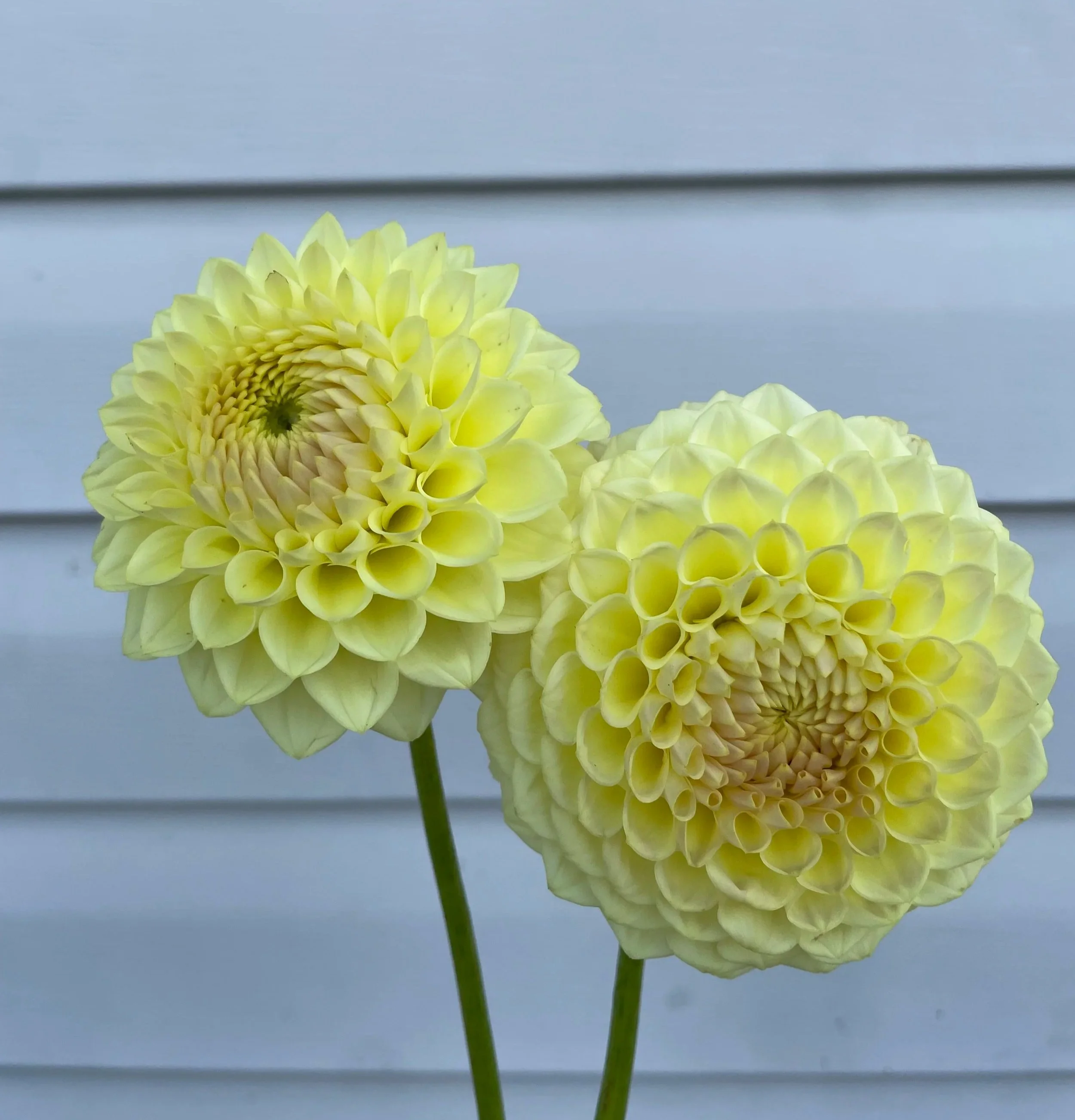 winholme-diane-dahlia-tuber-canada.jpg