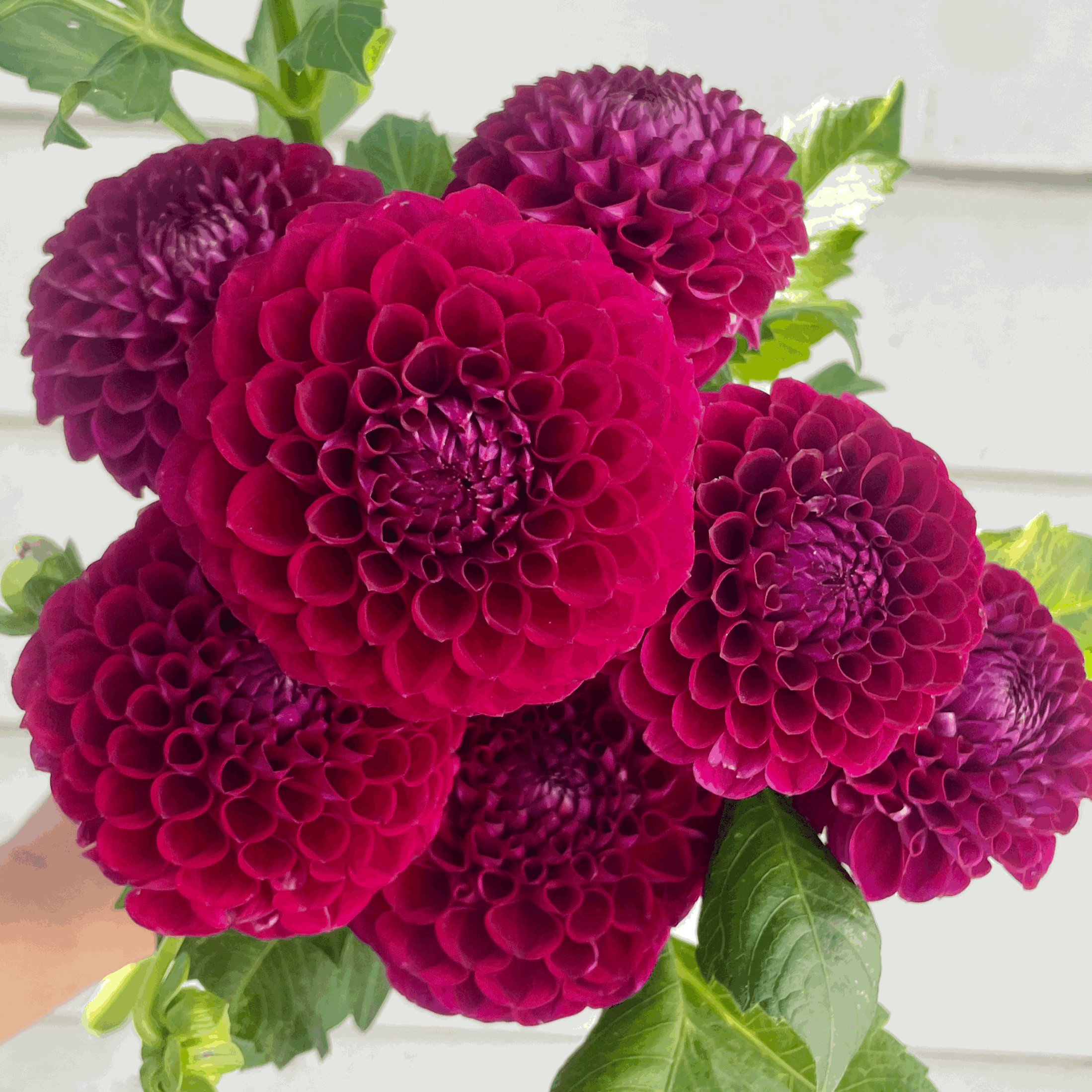 Ivanetti dahlia flower grown from tuber in Canada