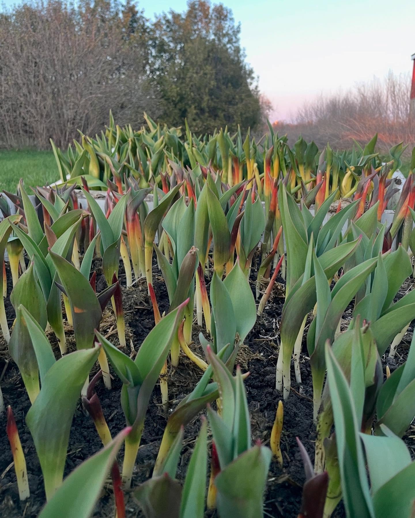 Tulips are out and thriving!! We are excited to announce that we will be taking tulip orders this spring🌷 STAY POSTED or DM to reserve a bouquet💐