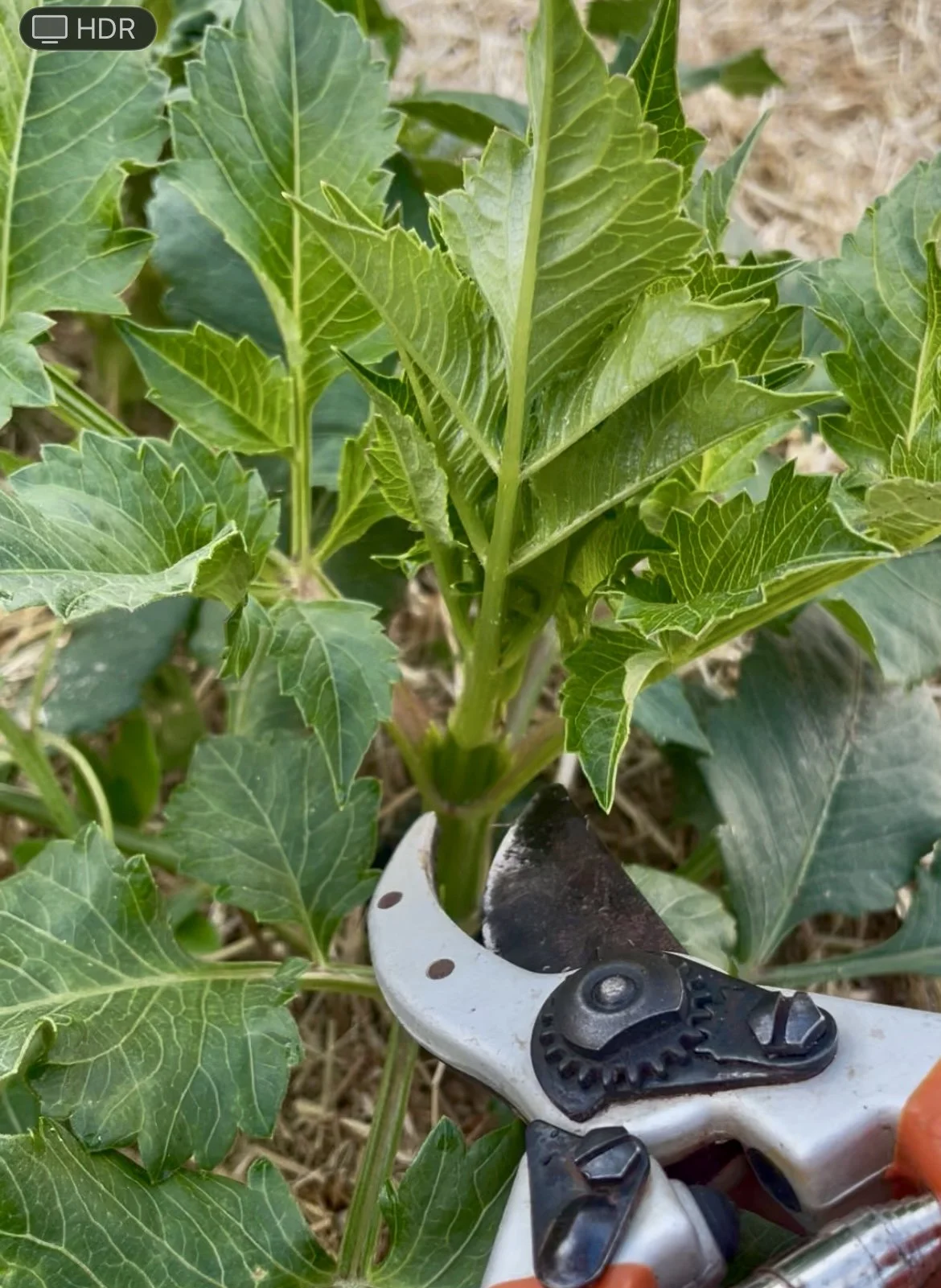 Do this to get more blooms out of your Dahlias!