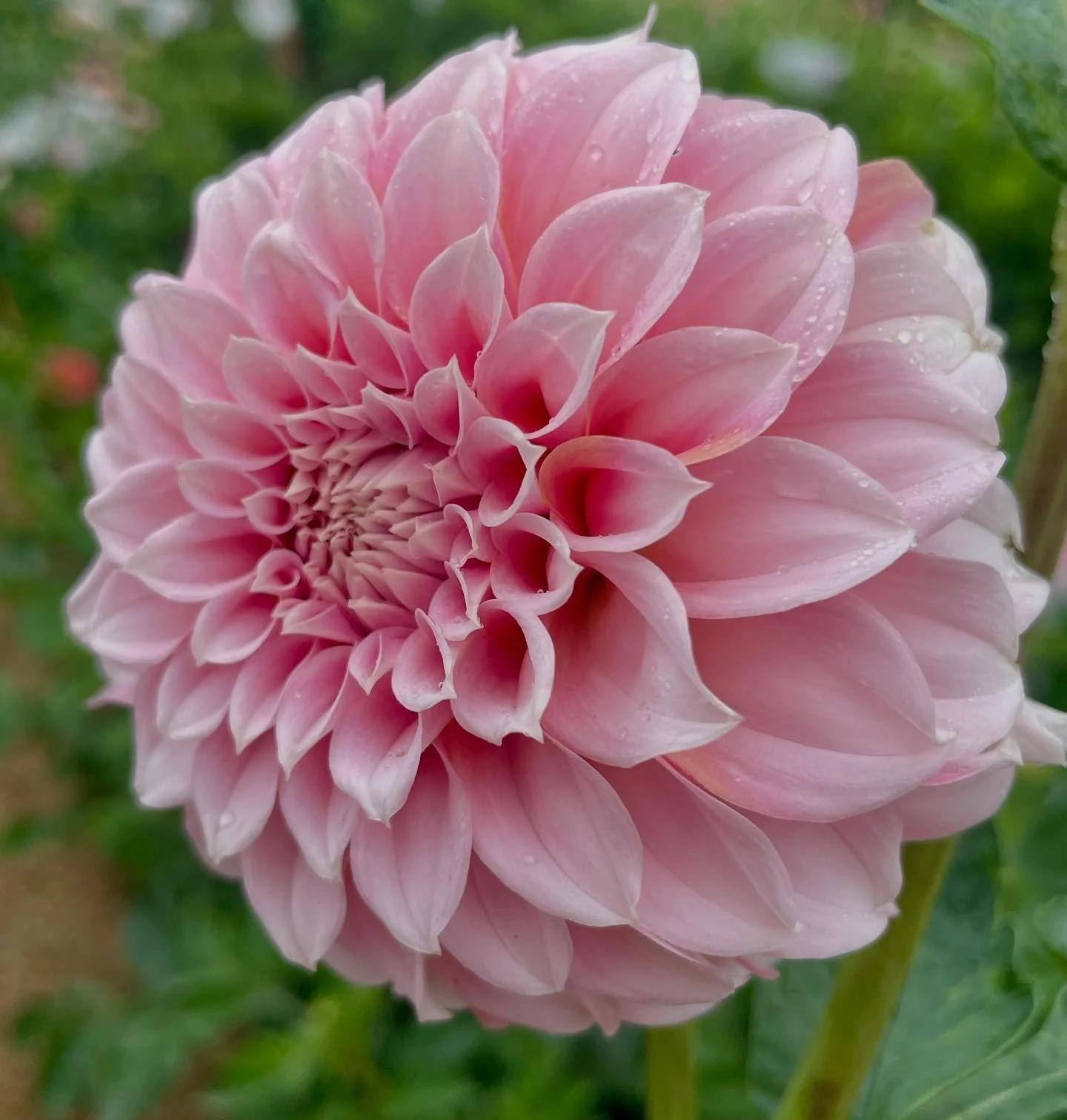 The Best Dahlia Varieties to Grow    