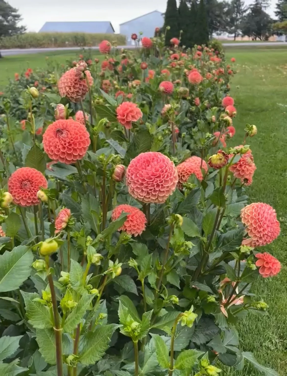 Plan Your Dahlia Garden (Free Layout &amp; Planning Guide for Canadian Gardeners)