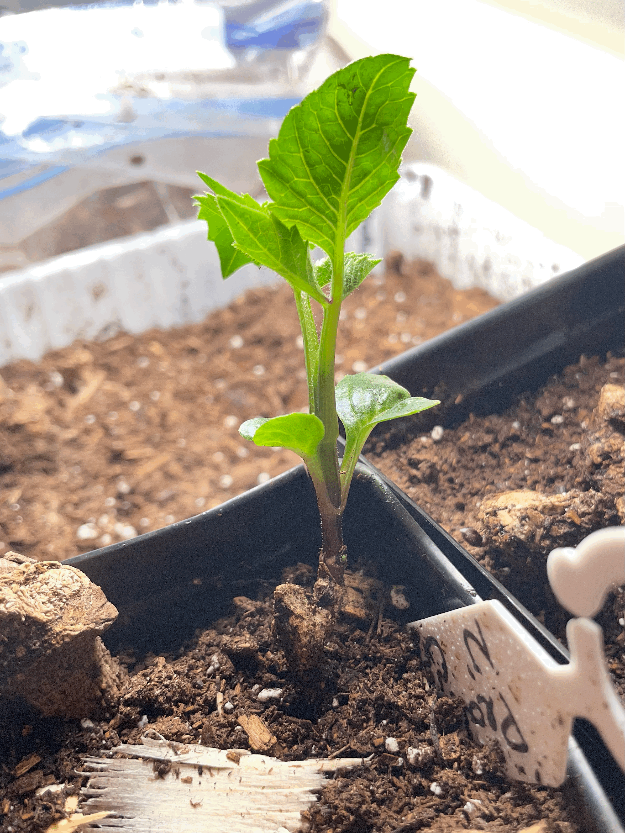 How to Take Dahlia Cuttings (Step-by-Step Guide for Gardeners &amp; Flower Farmers)