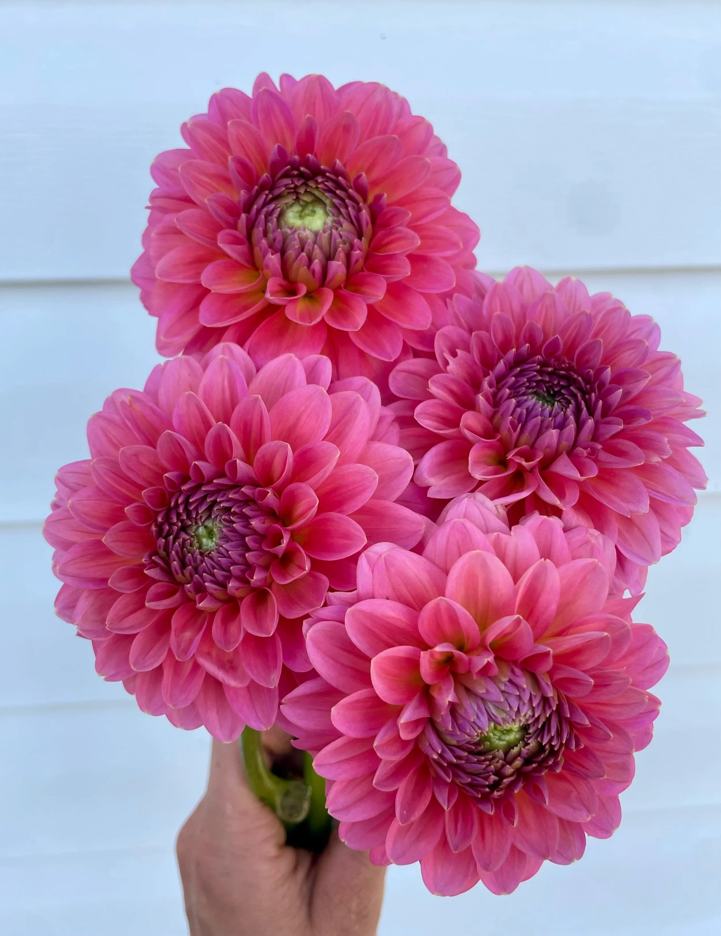 salmon-runner-dahlia-tuber-canada.jpg