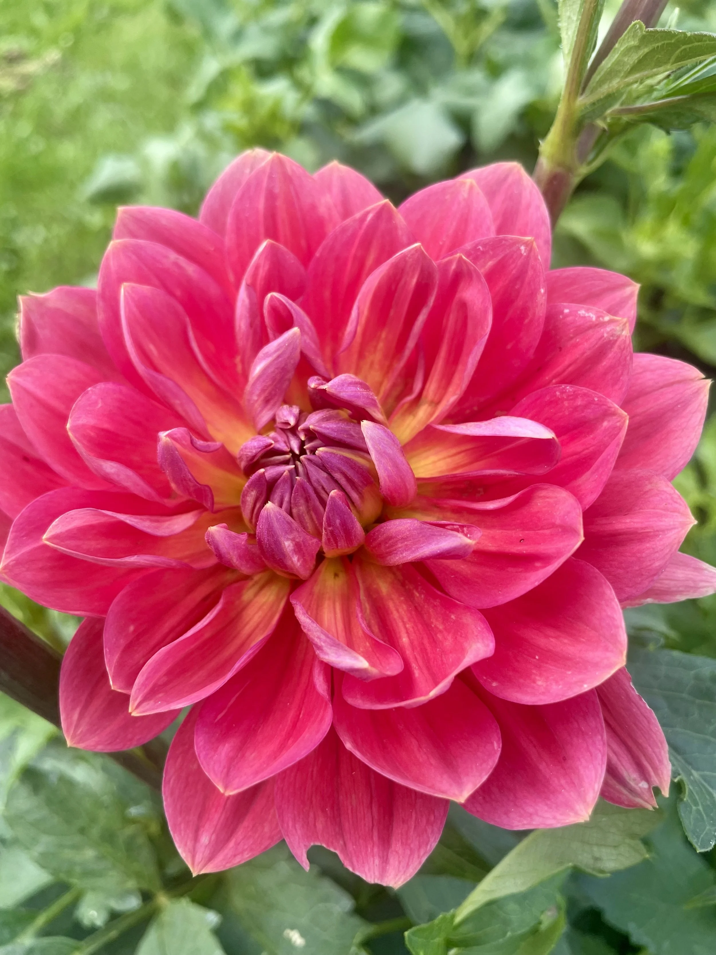 Hollyhill Daydream Dahlia Tuber