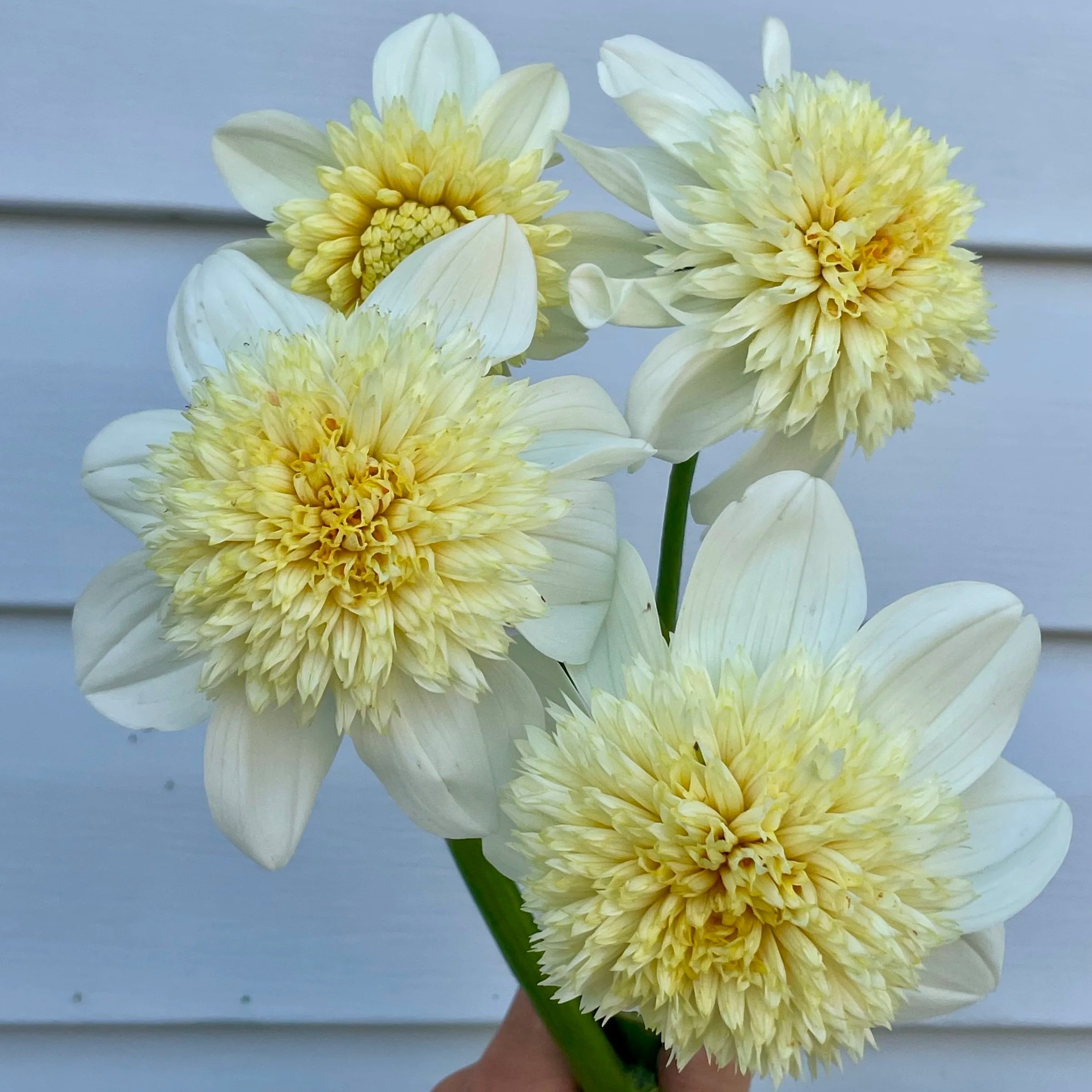 platinum-blonde-1-dahlia-tuber-canada.jpg