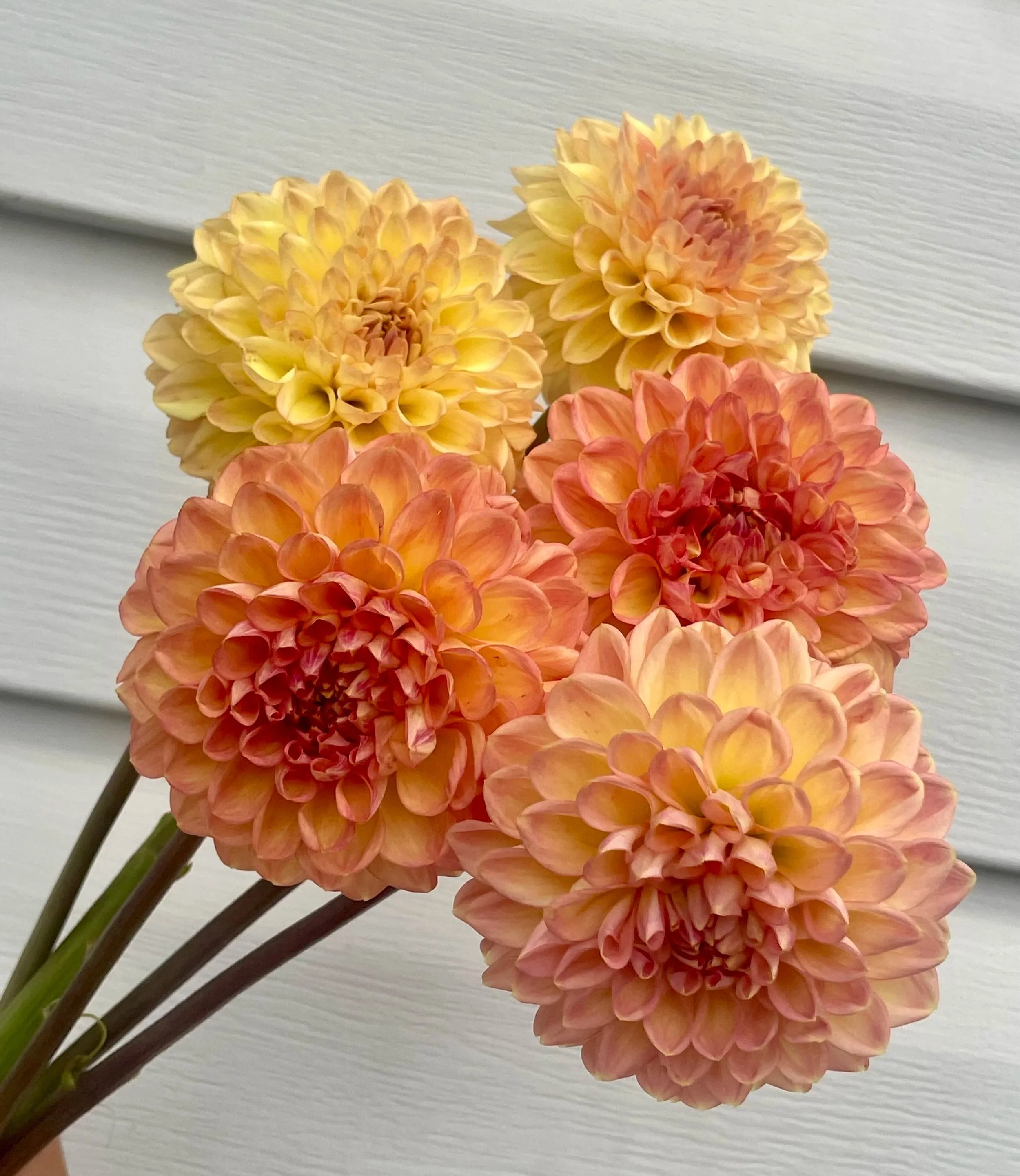 larks-ebbe-3-dahlia-tuber.jpg