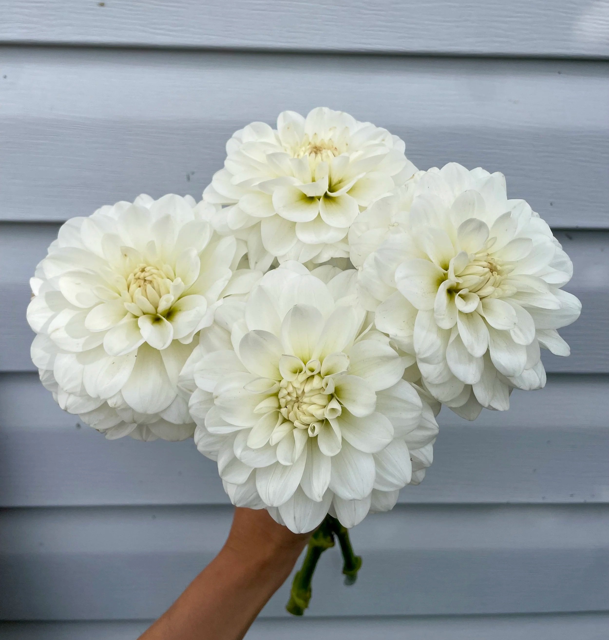 bride-to-be-Dahlia-tuber-canada-2.jpg