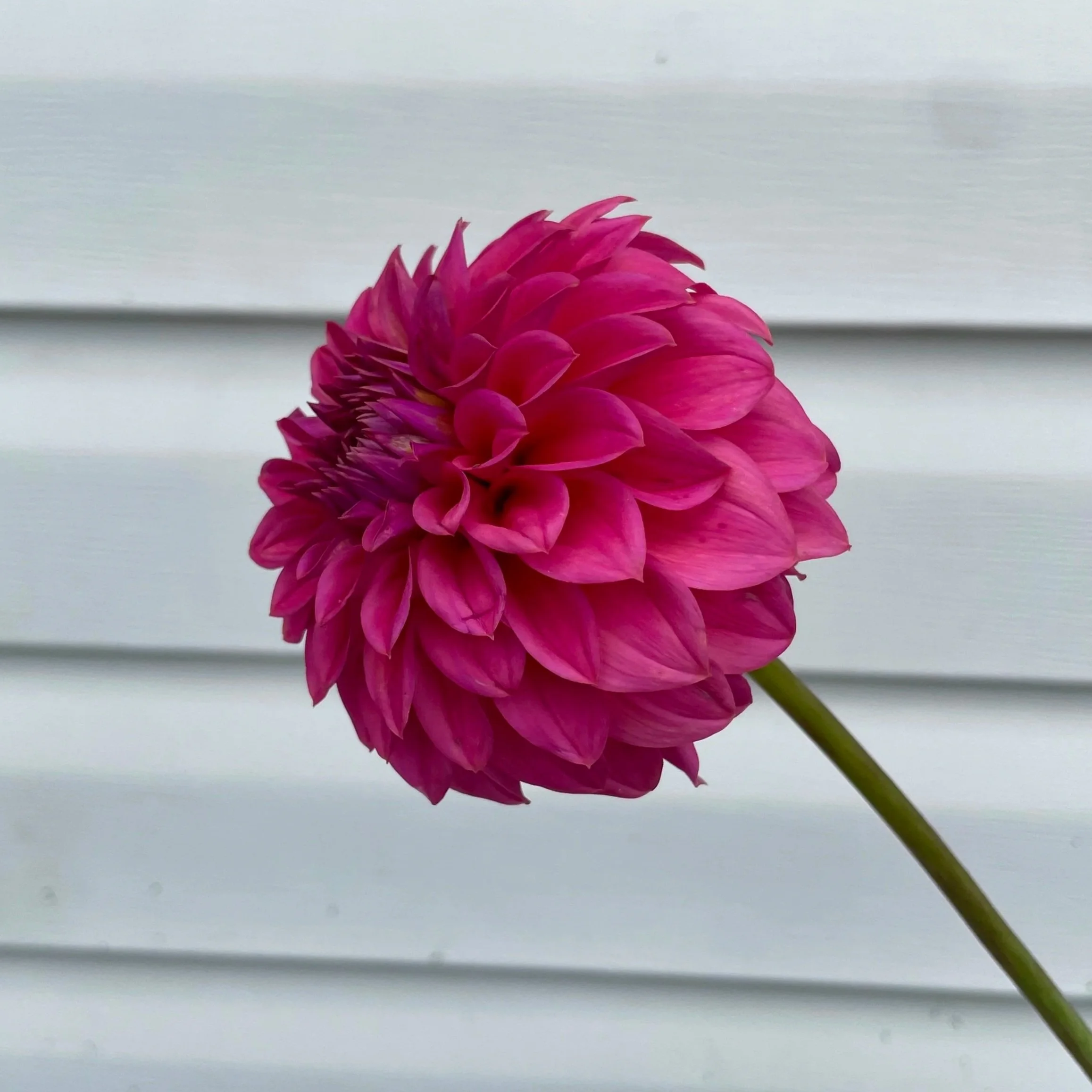ferncliff-classy-dahlia-tuber-canada.jpg