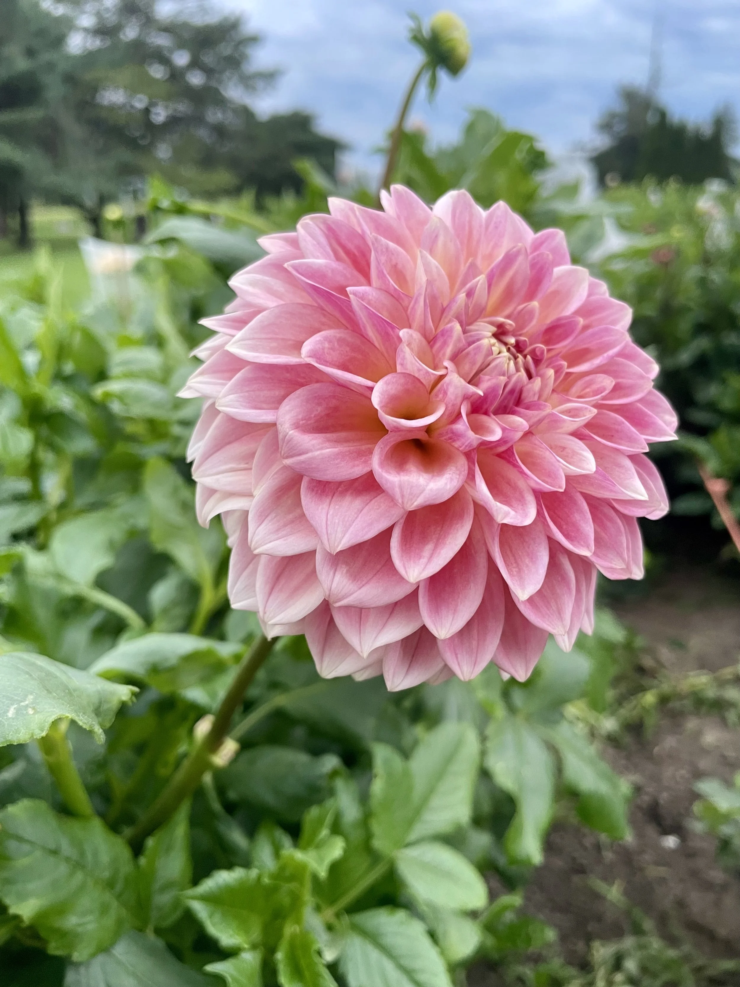 Castle Drive Dahlia Tuber