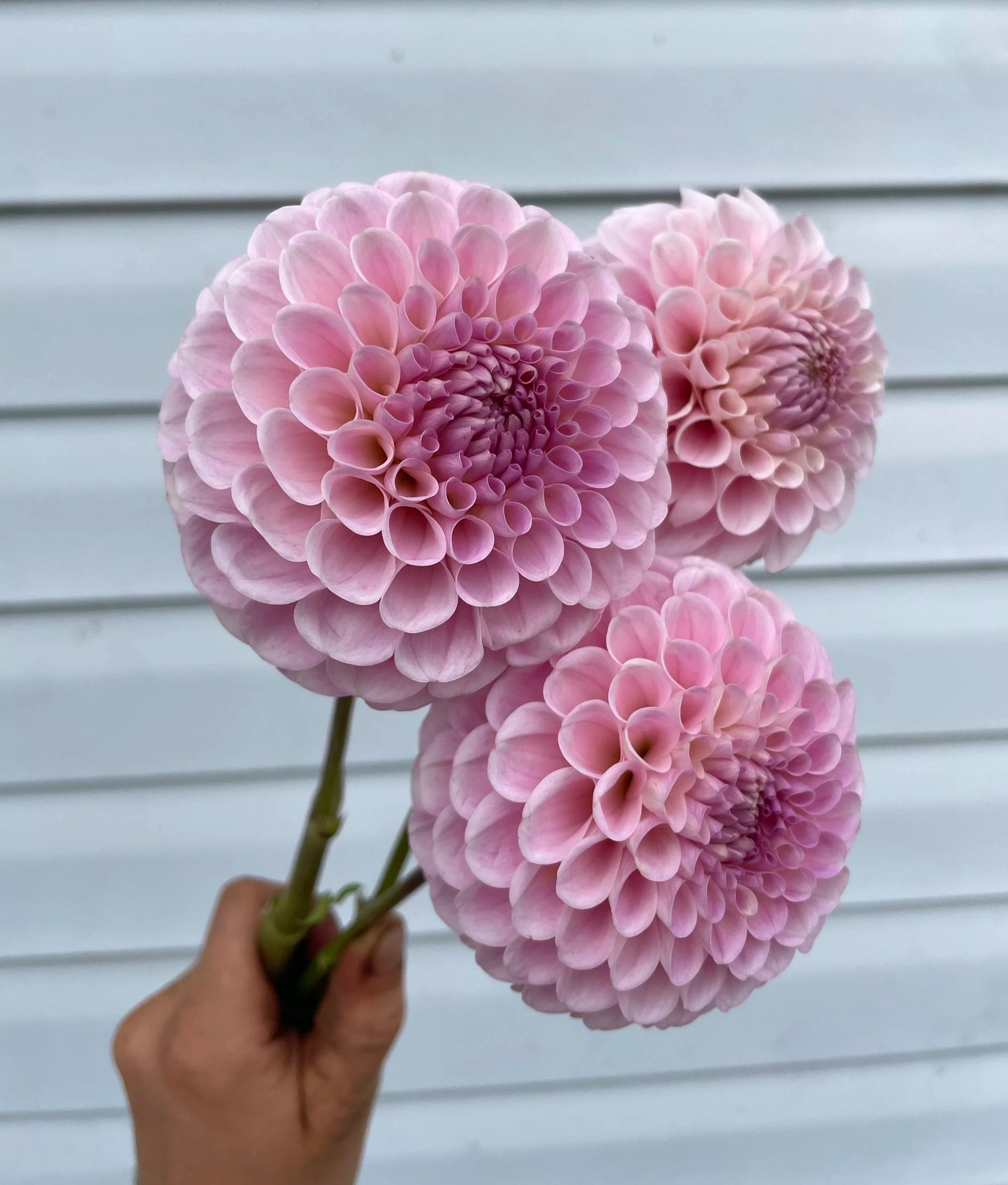 Wizard of oz Dahlia Tuber