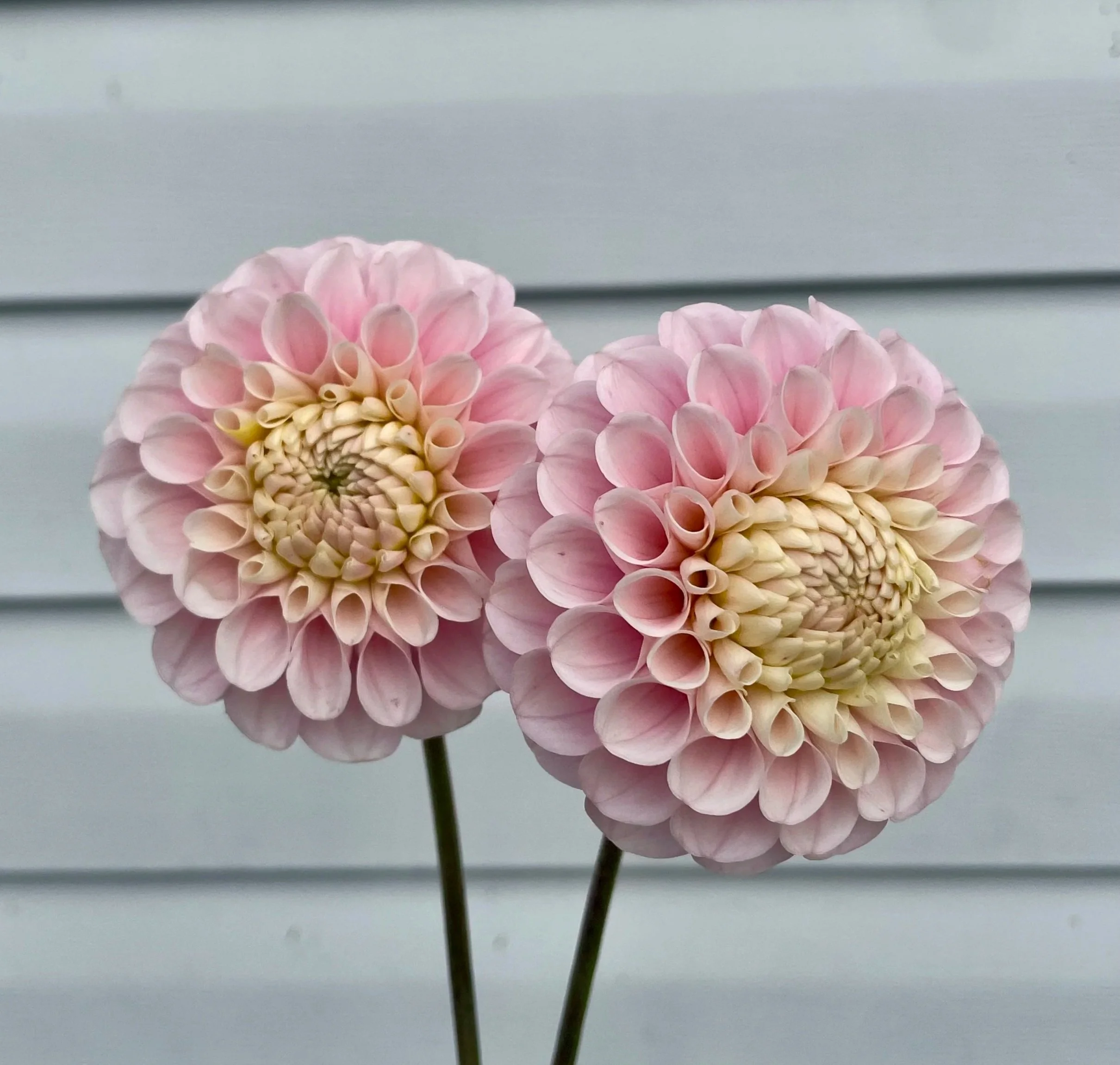 Wizard of oz Dahlia Tuber