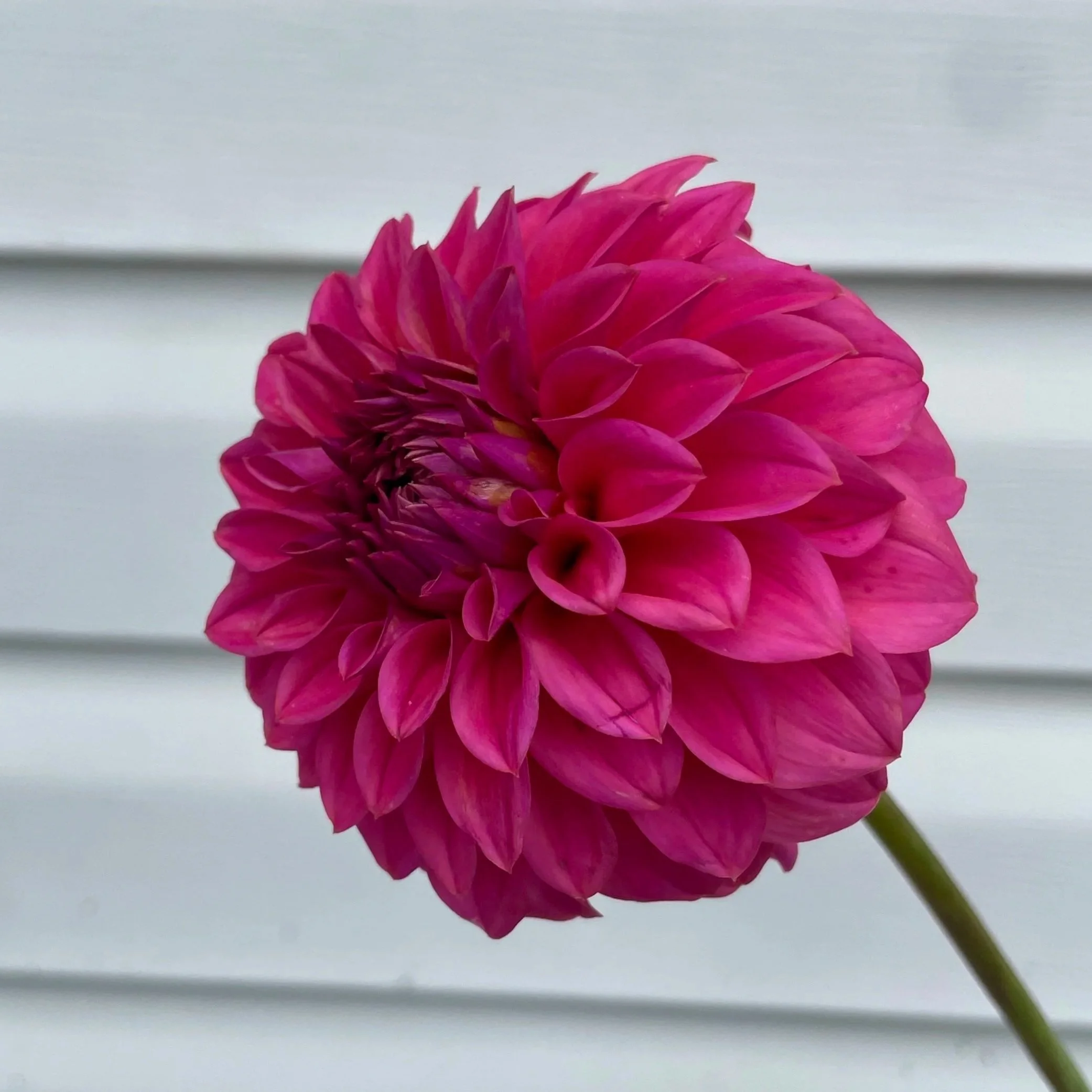 Ferncliff Classy Dahlia Tuber