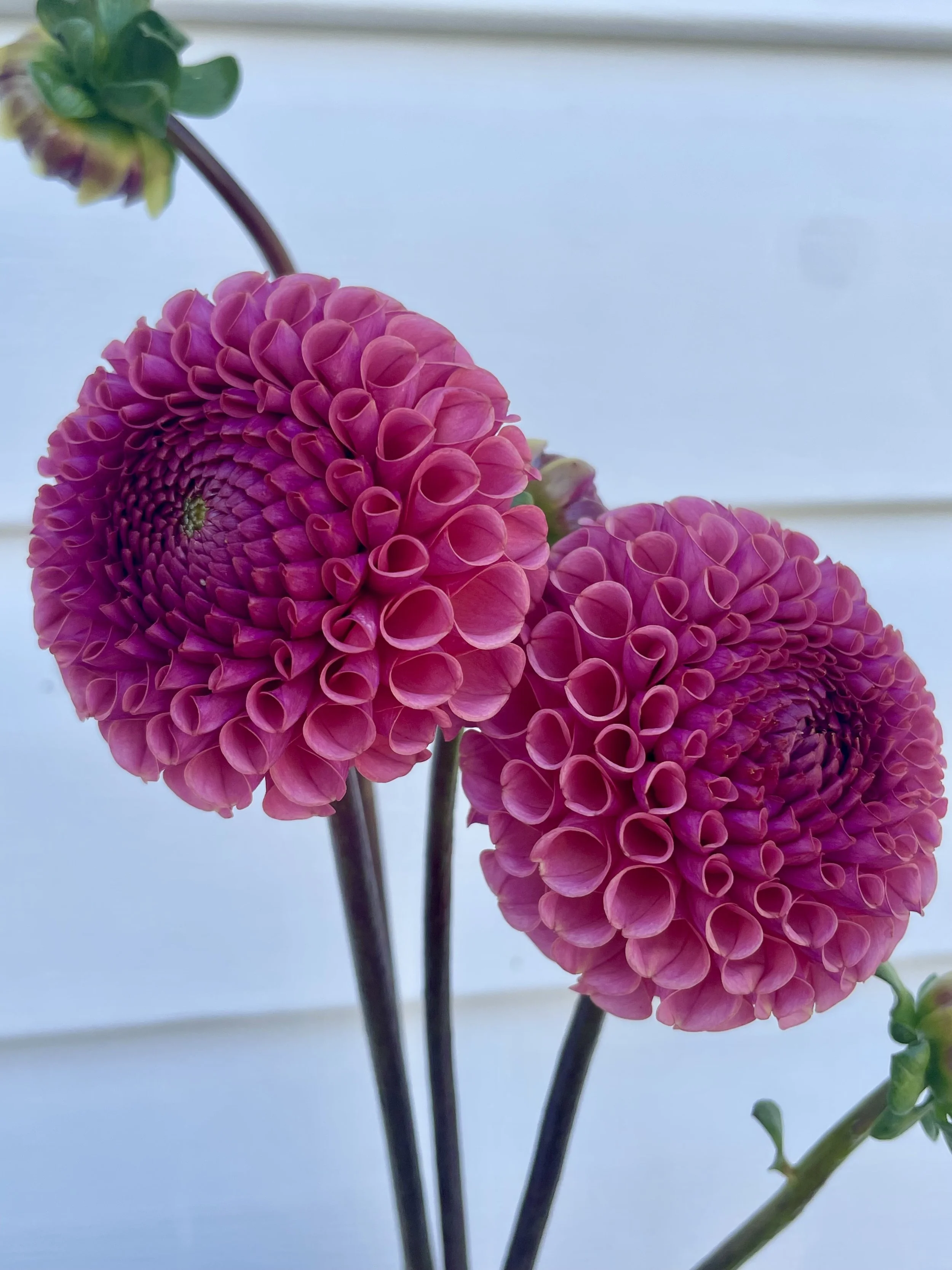Ferncliff-Rusty-dahlia-tuber