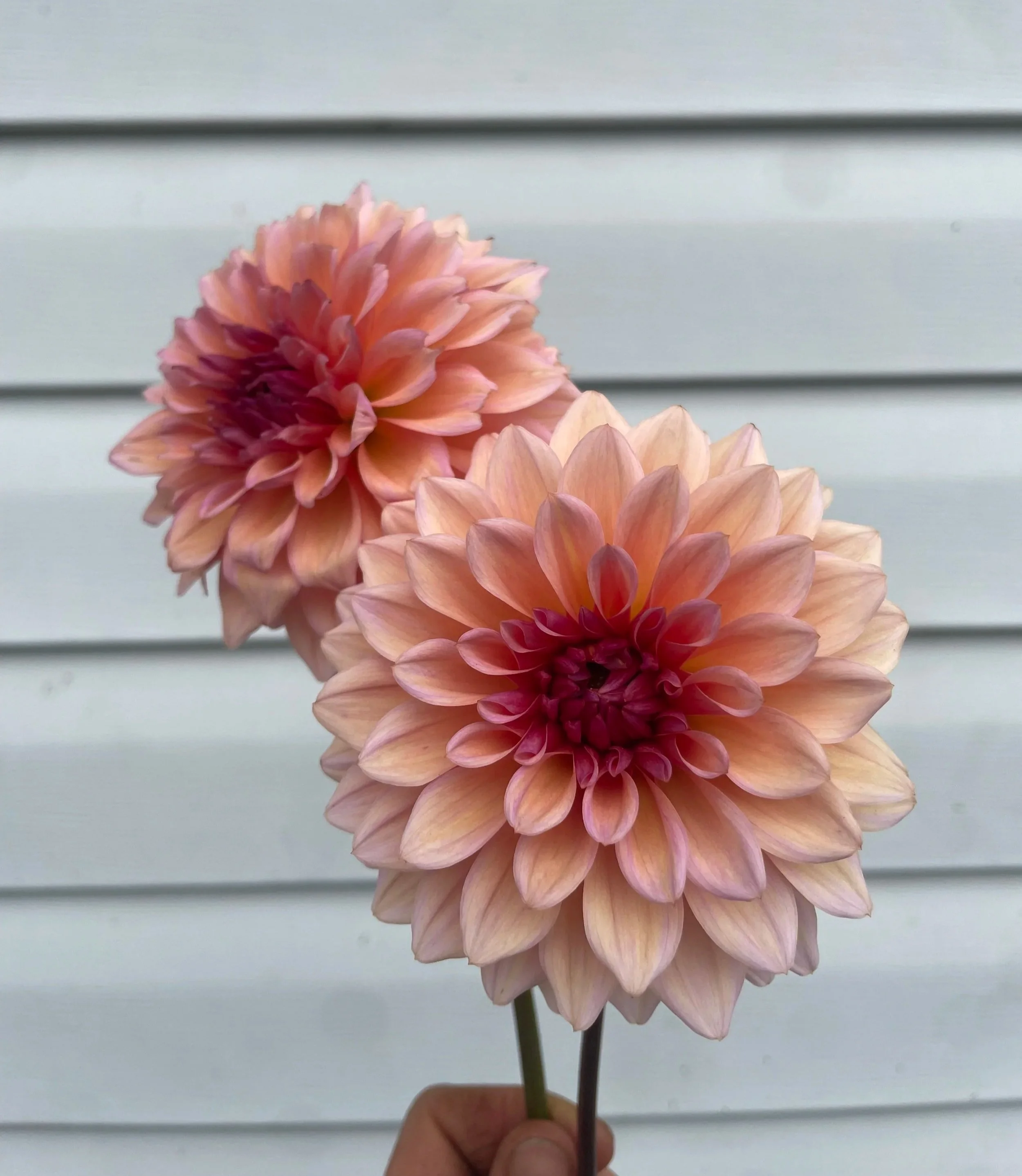 Echo-Jose-Dahlia-tuber-canada-1.jpg